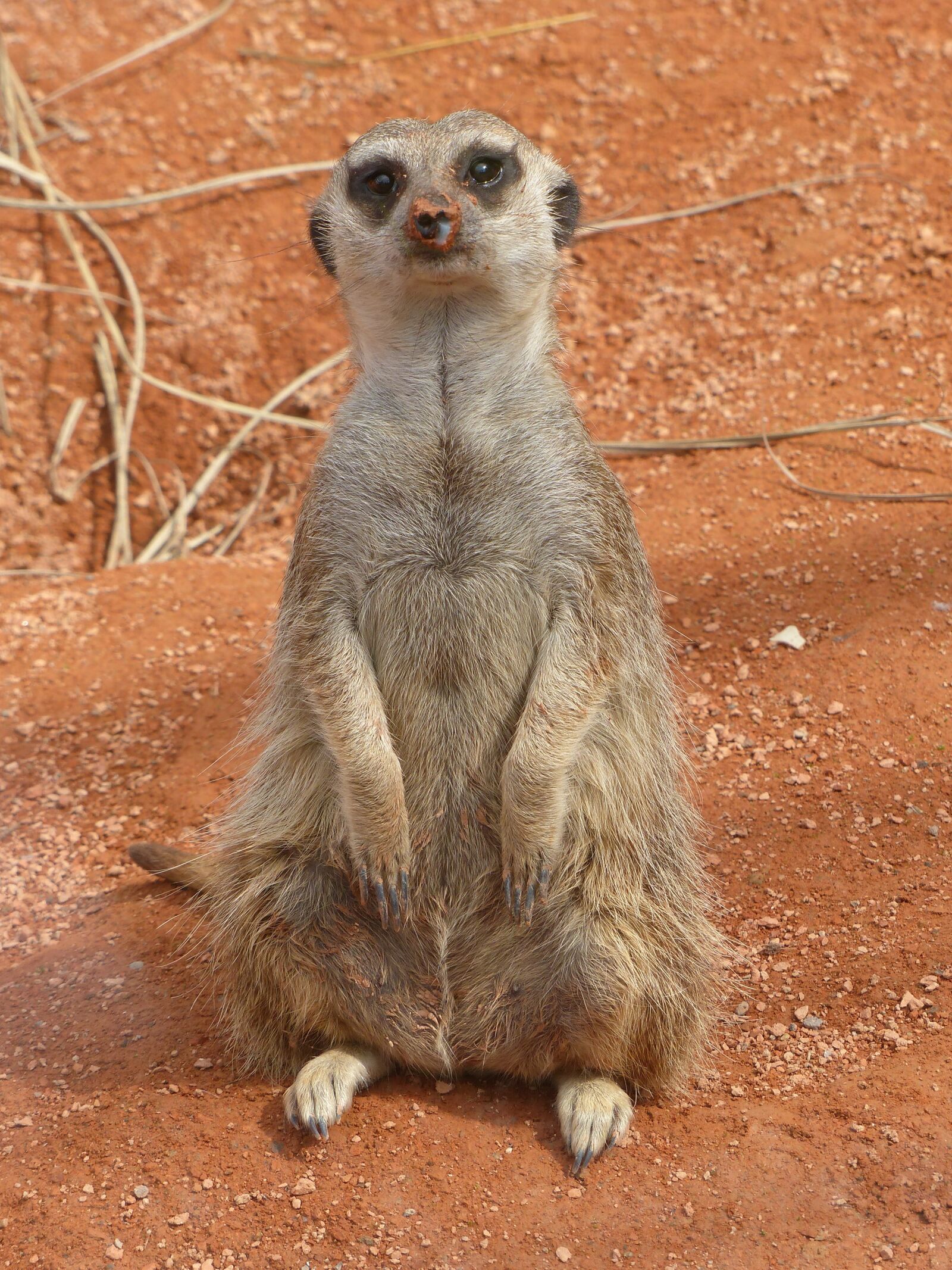 Panasonic Lumix DMC-FZ200 sample photo. Meerkat, nature, animal photography