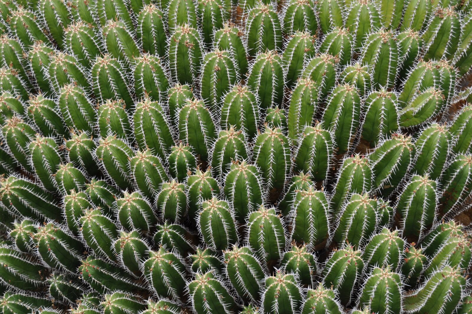 Nikon D5000 sample photo. Cactus, lanzarote, garden photography