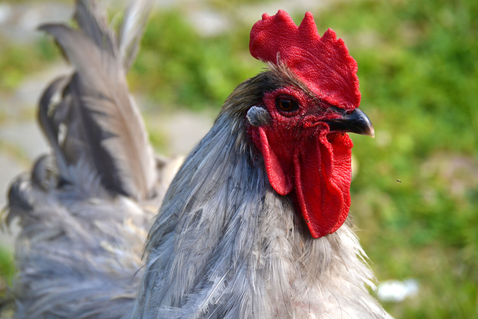 Nikon D3100 sample photo. Backyard, chickens, red, rooster photography