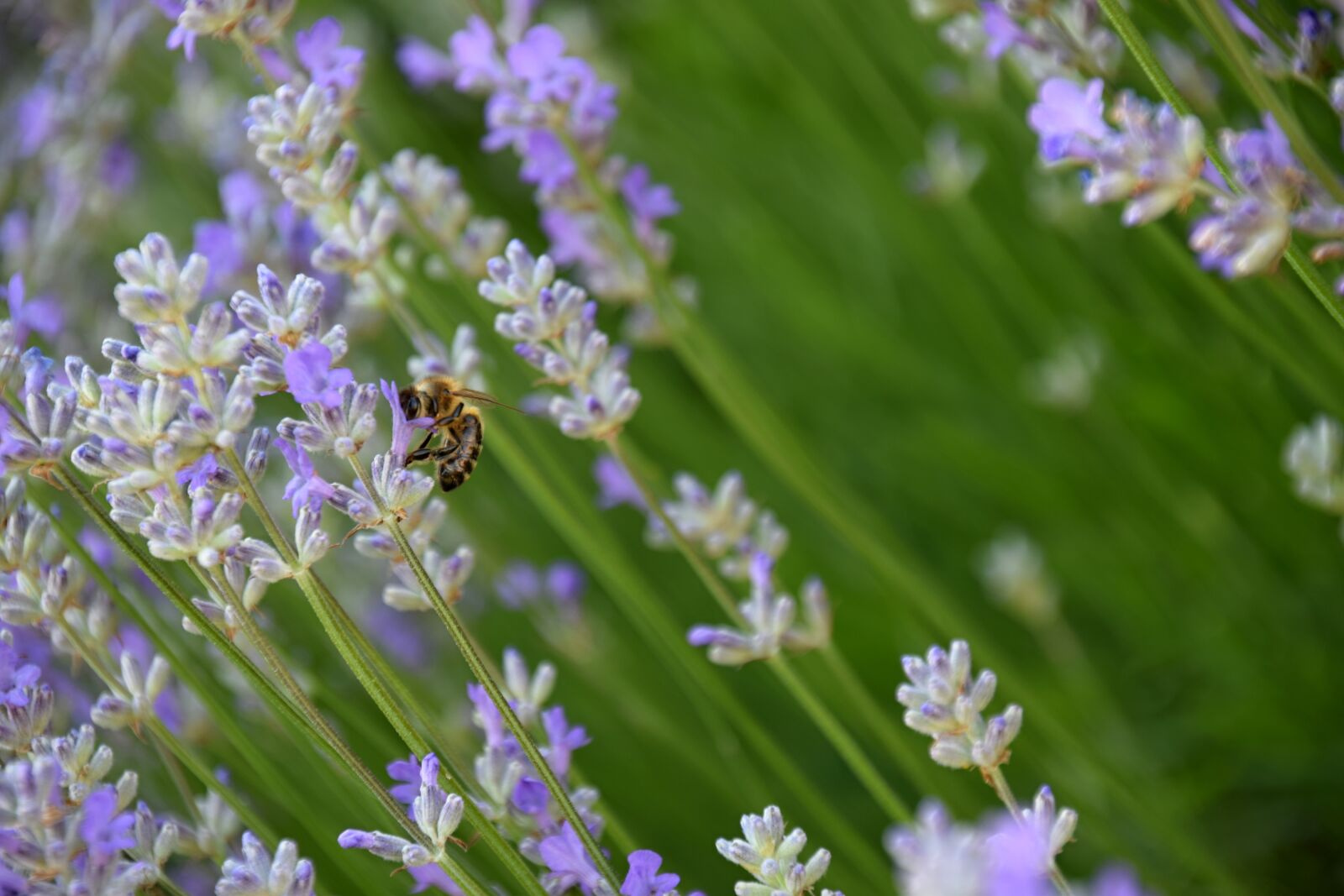 Nikon D5300 sample photo. Lavender, flower, nature photography