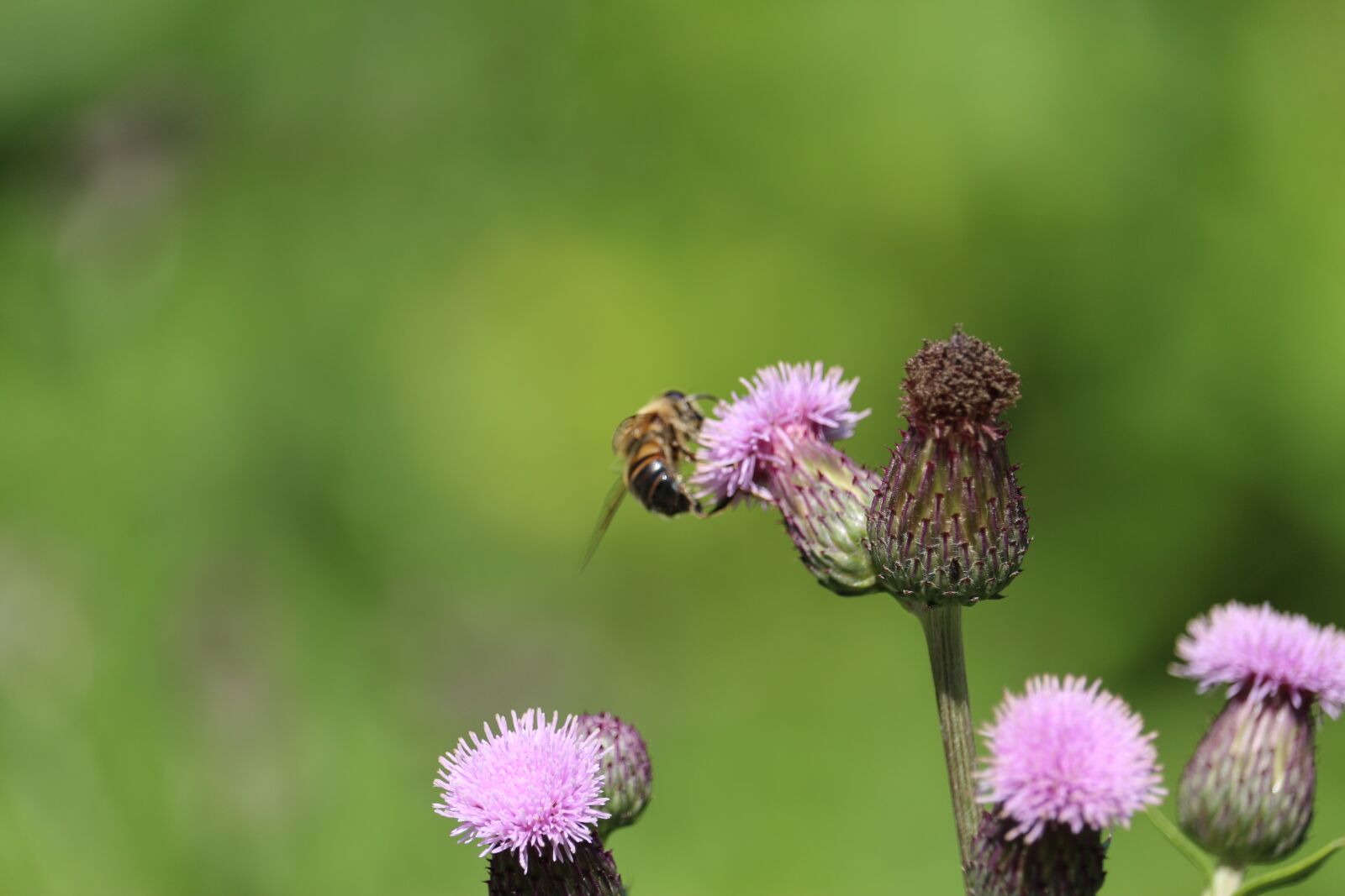 Canon EOS 700D (EOS Rebel T5i / EOS Kiss X7i) sample photo. Bee, flower, lavender photography