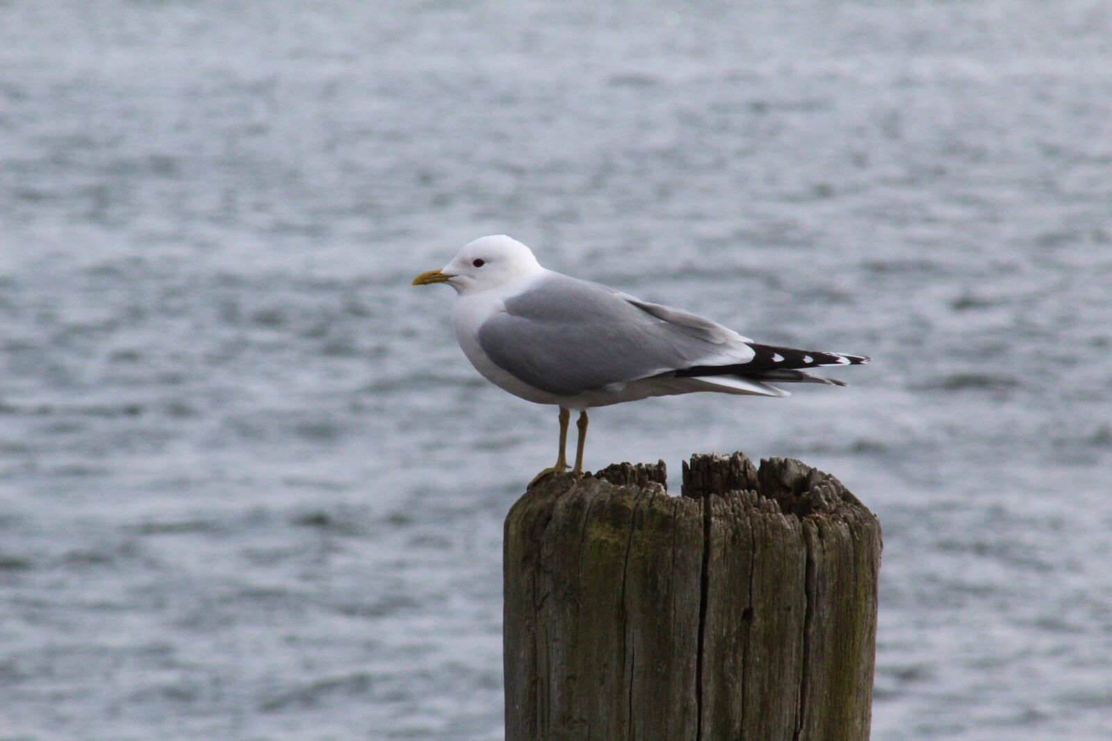 Canon EF75-300mm f/4-5.6 sample photo. Bird, waters, sea photography