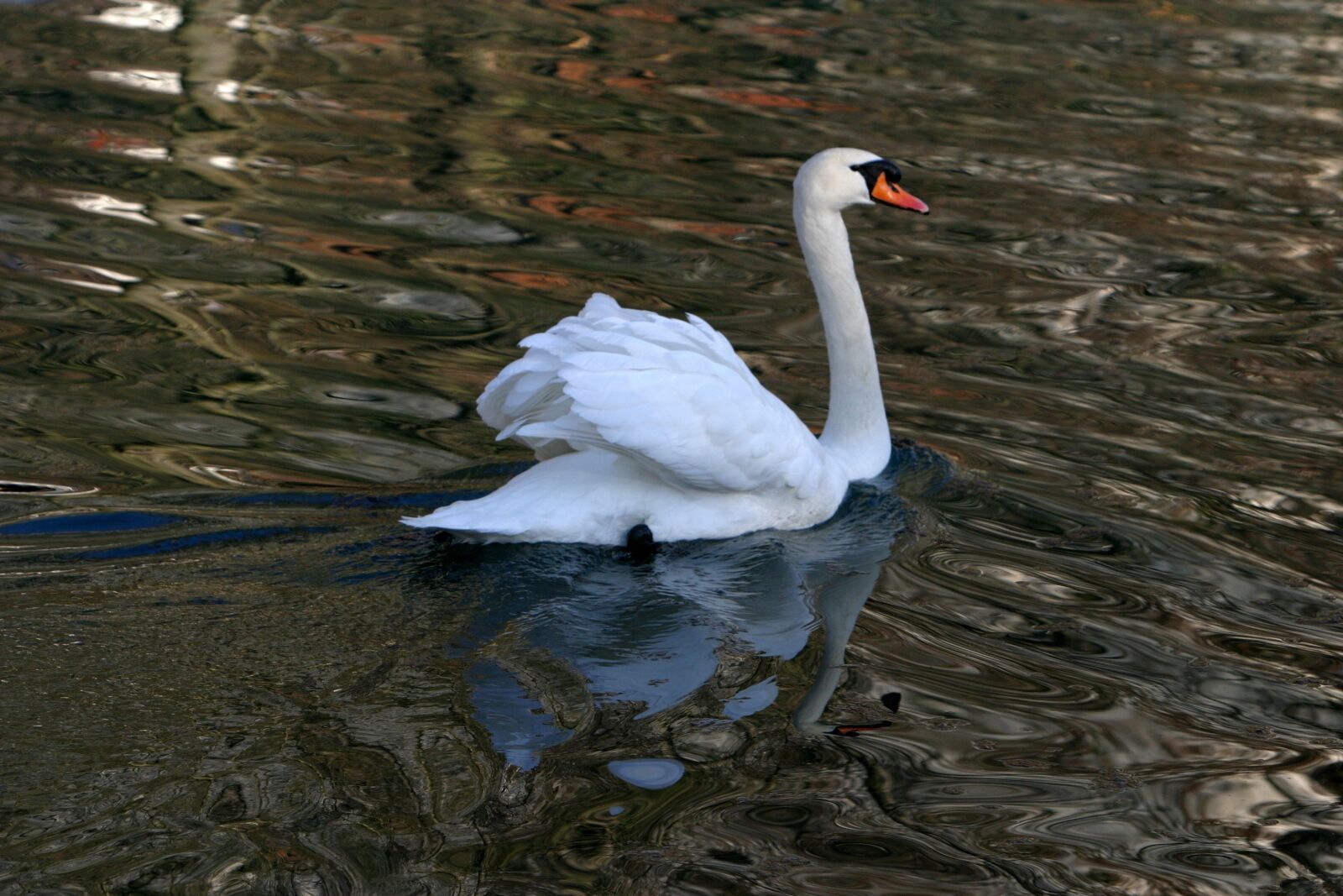 Canon EOS 10D sample photo. Swan in the altm photography
