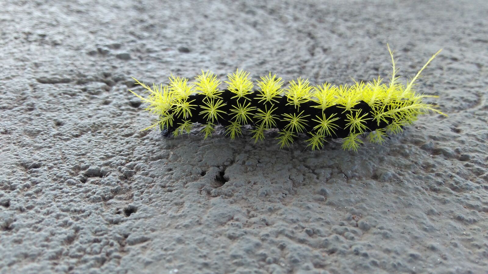 Motorola Moto G Play sample photo. Caterpillar, fire, poison photography