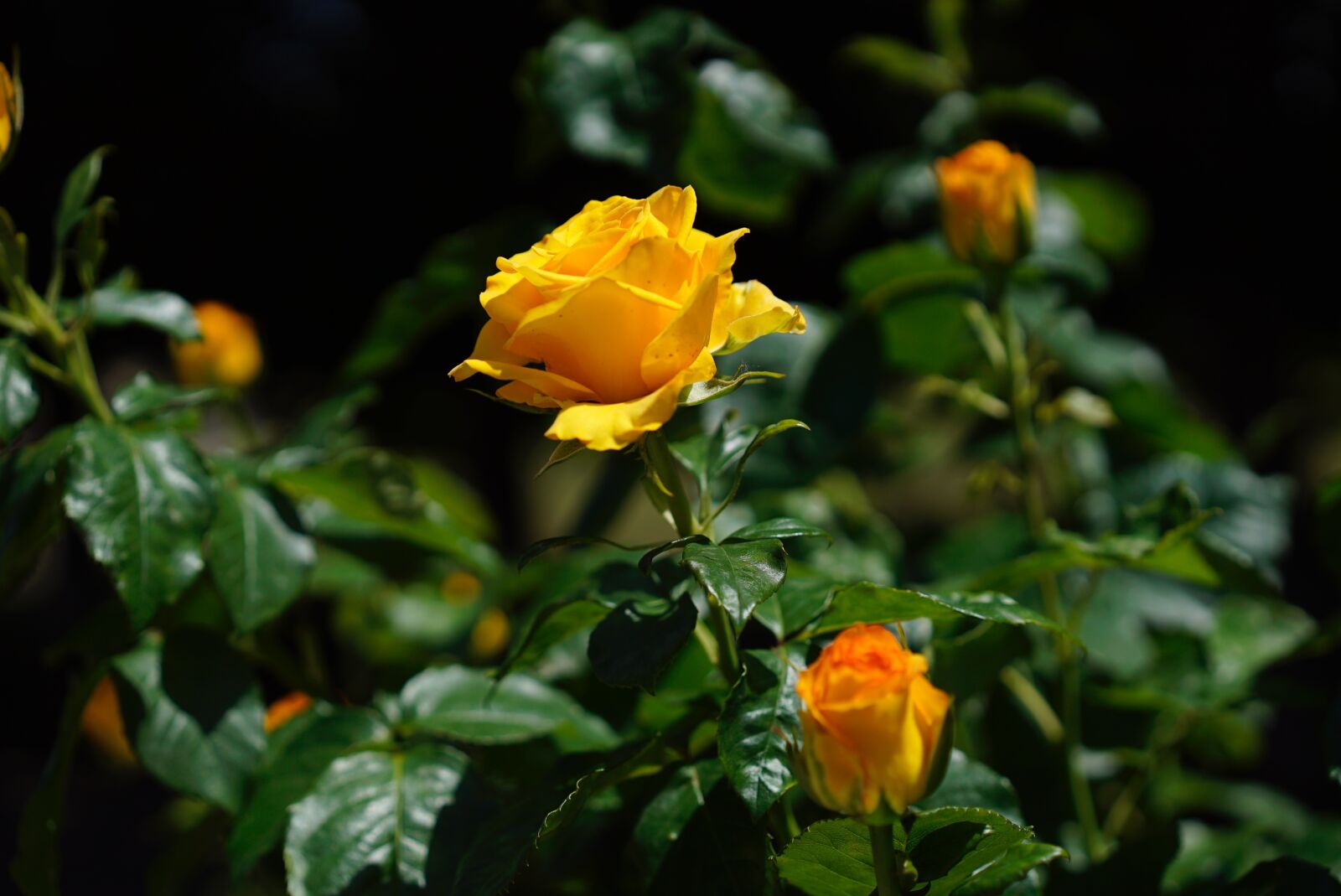 Sony Sonnar T* FE 55mm F1.8 ZA sample photo. Yellow, flowers, beauty photography