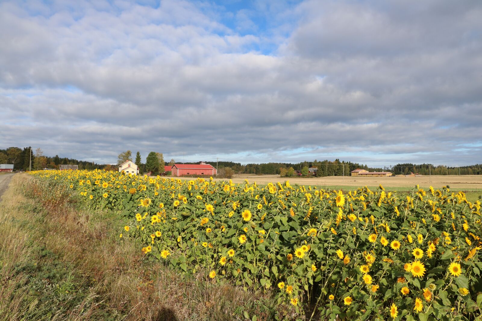 Canon EOS 750D (EOS Rebel T6i / EOS Kiss X8i) sample photo. Countryside, autumn, flower photography