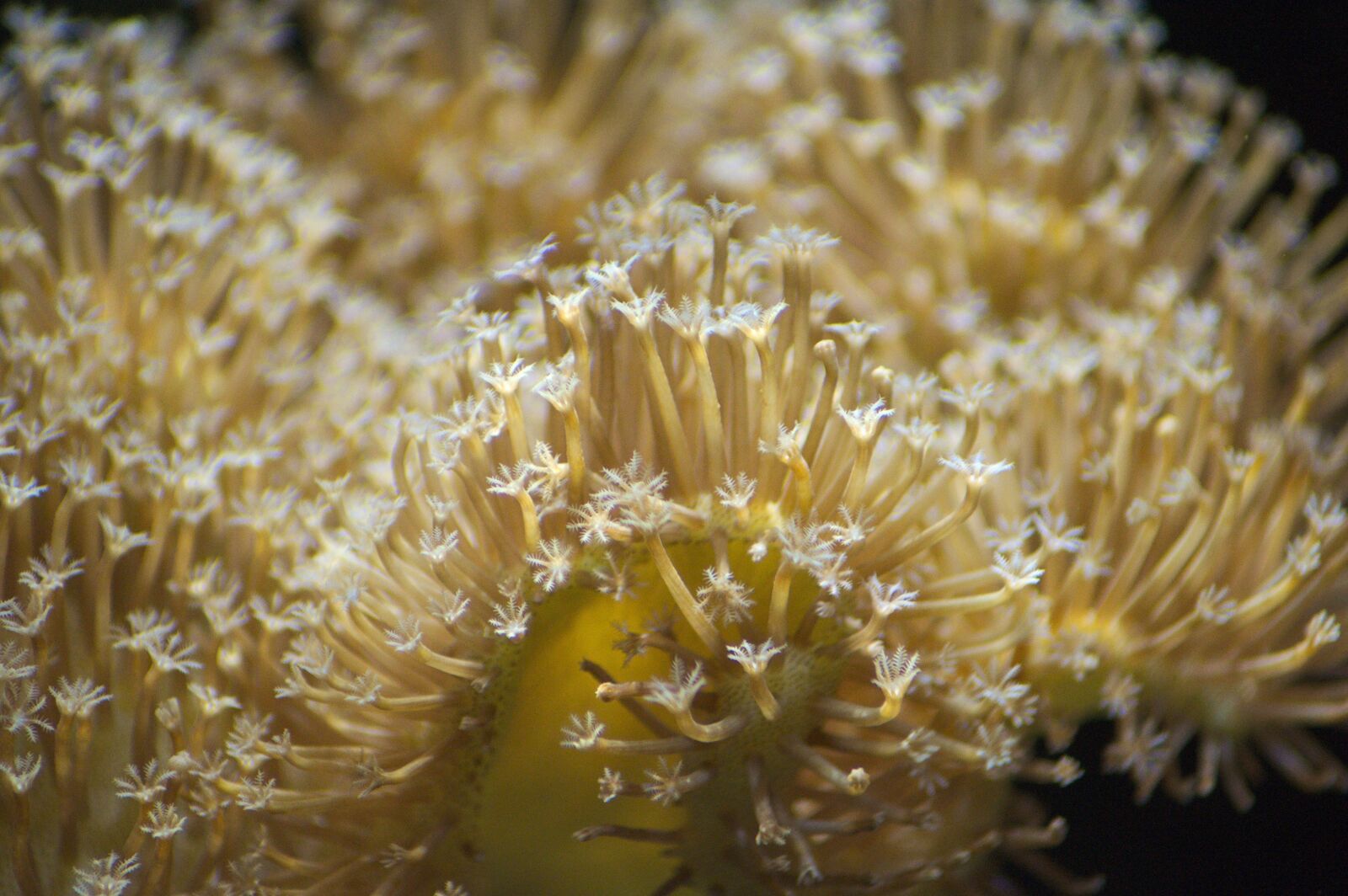 Nikon D5000 sample photo. Coral, toadstool, saltwater photography