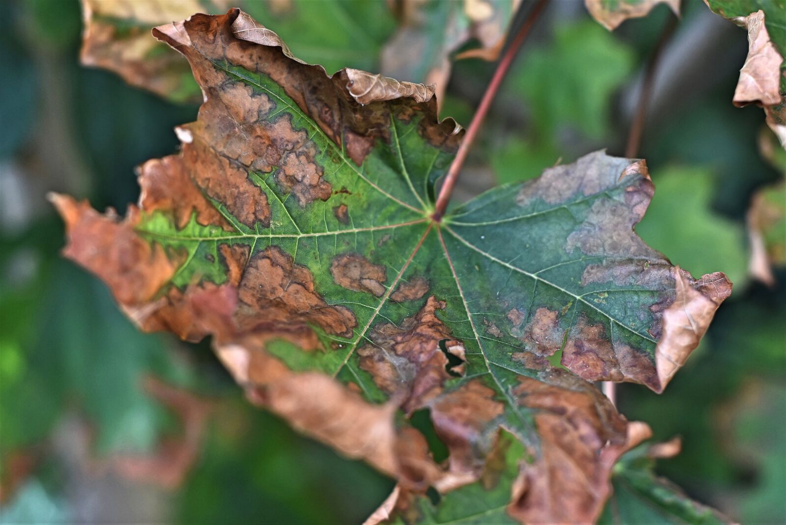 Nikon D7200 sample photo. Leaf, tree, nature photography