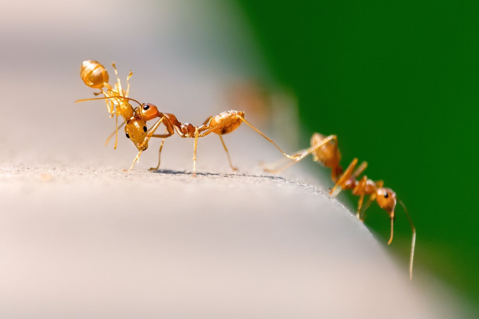 Nikon D7200 sample photo. Ants, nature, insect photography