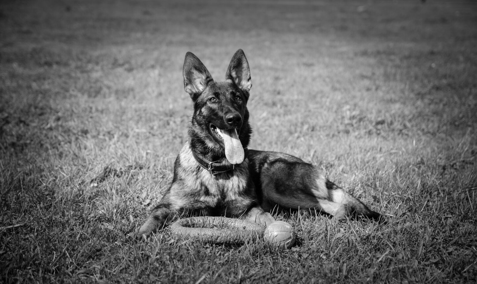 Nikon D5100 sample photo. Dog, shepherd, animals photography