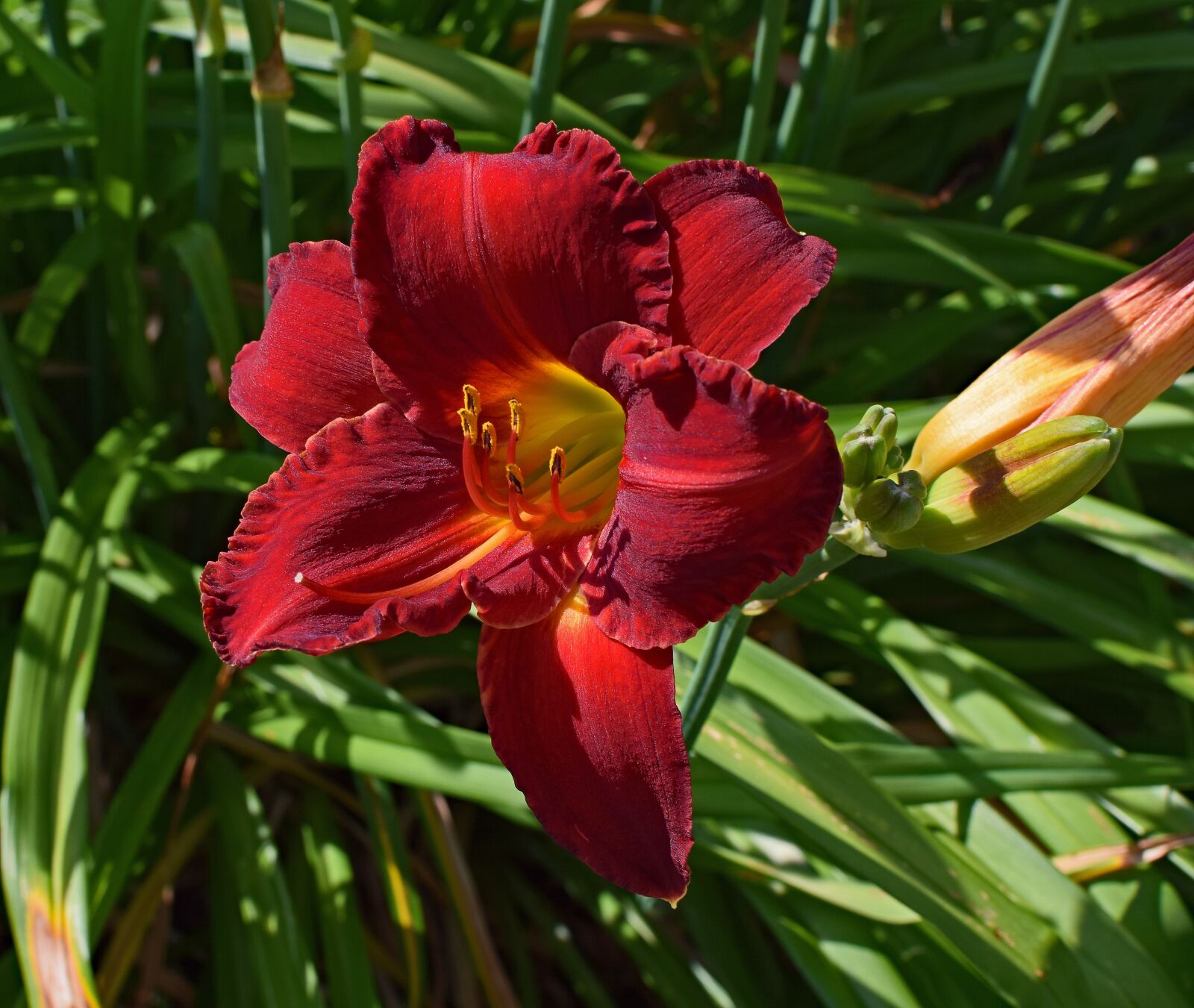 Nikon D3300 sample photo. Red-orange daylily, lily, close-up photography
