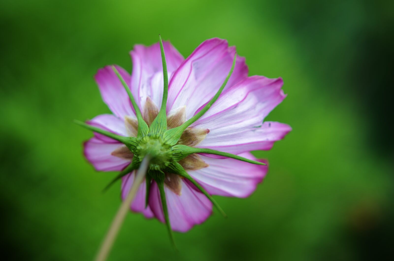 Nikon D7000 sample photo. Flower, floral, blossom photography