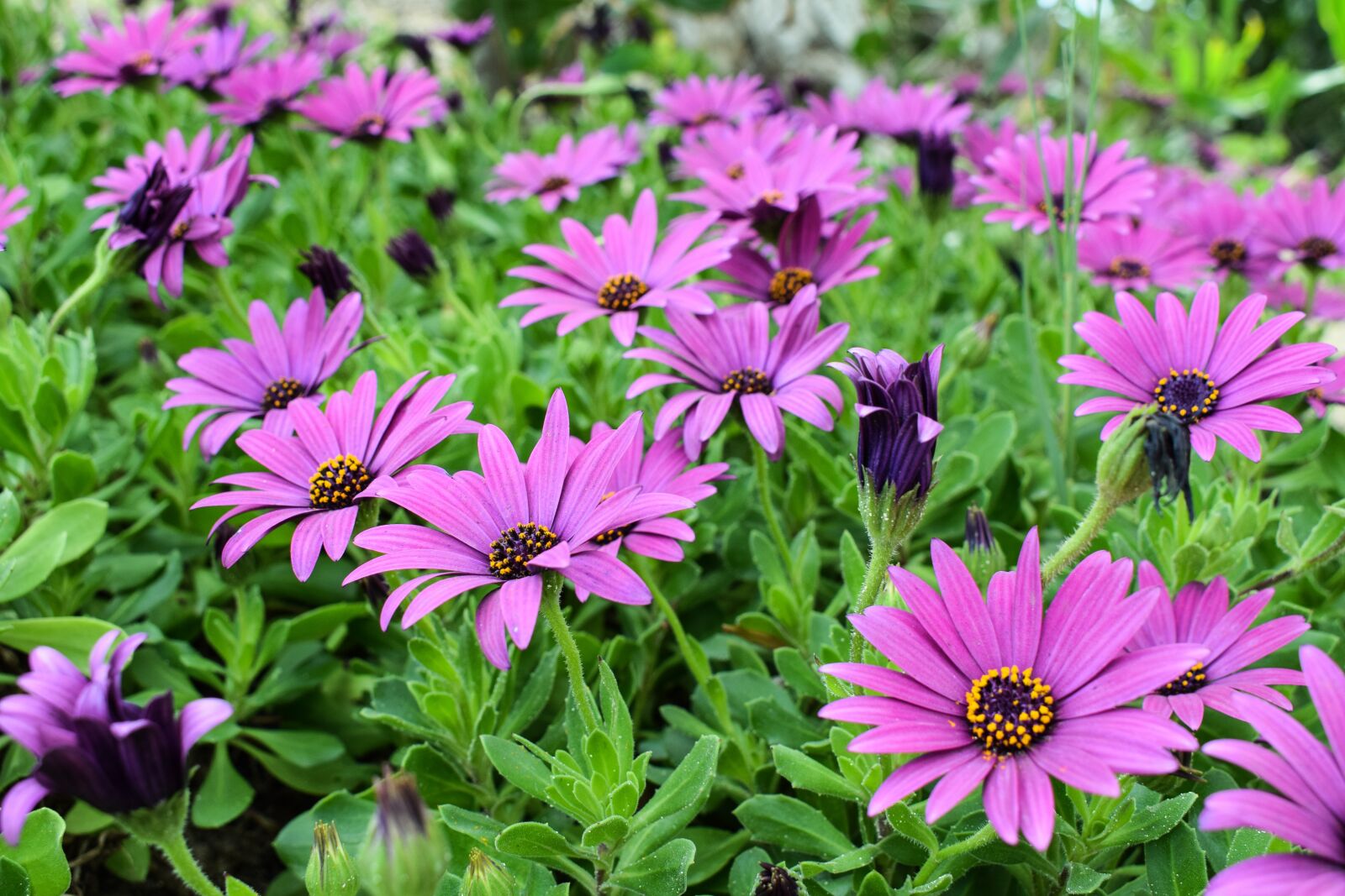 Nikon D3300 sample photo. African daisy, osteospermum, garden photography