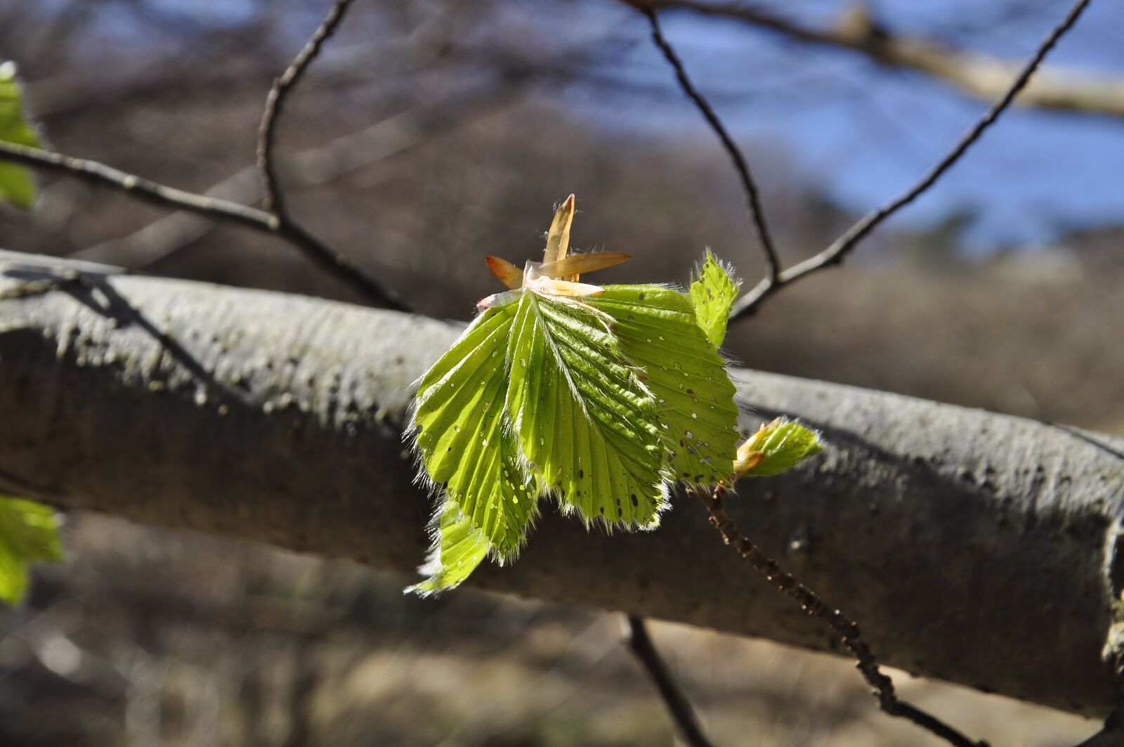 Nikon D5000 sample photo. Nature, leaves, spring photography