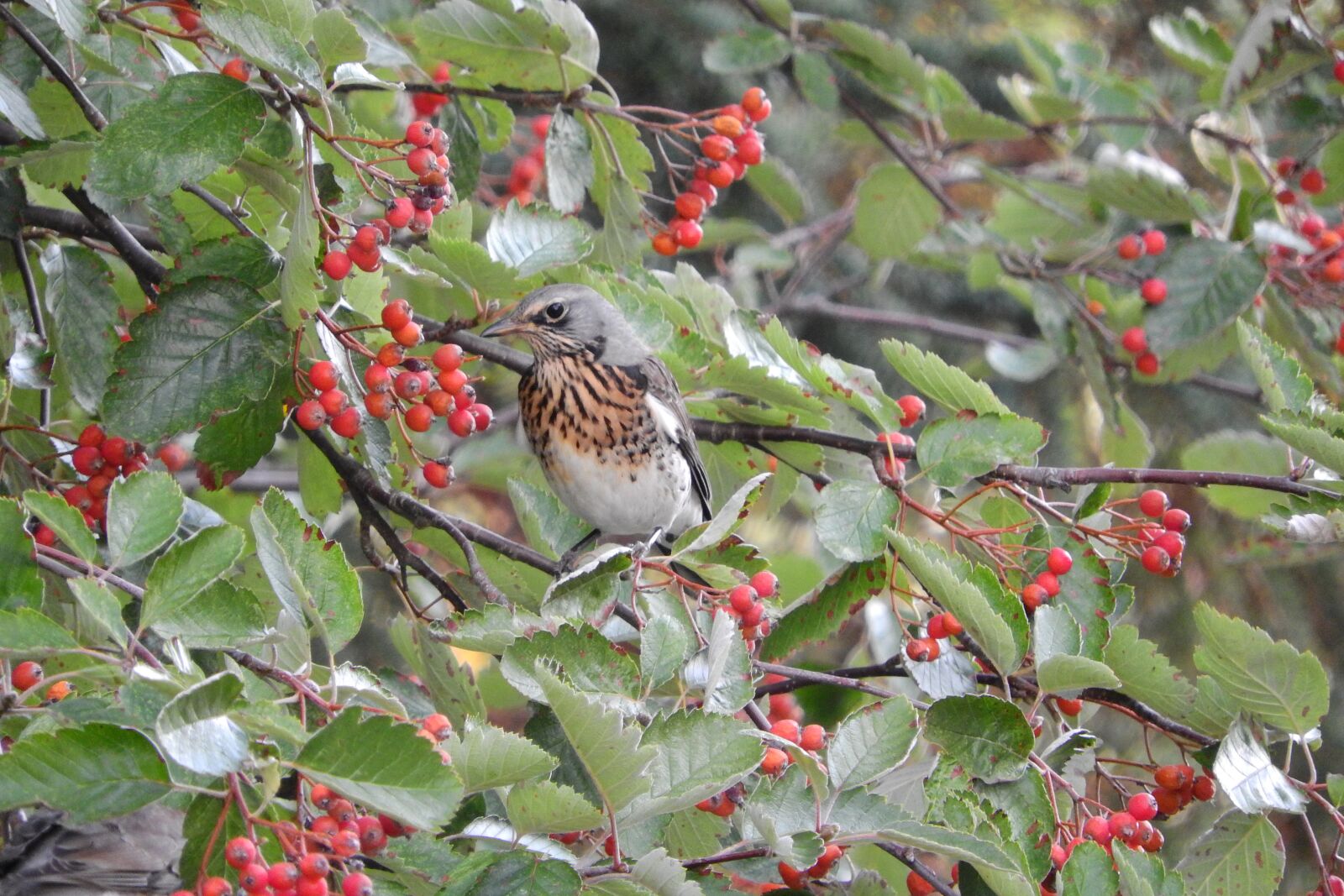 Nikon Coolpix P610 sample photo. Turdus pilaris, thrush, fieldfare photography