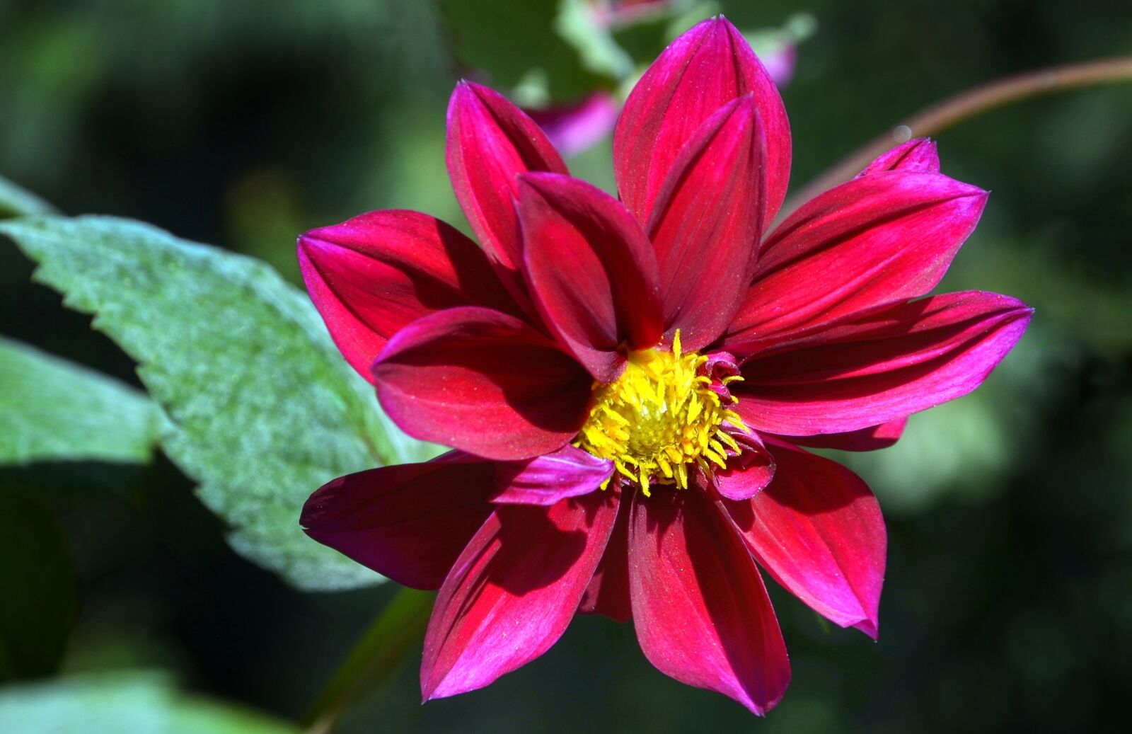 Nikon D5100 sample photo. Garden, dahlia, flower photography