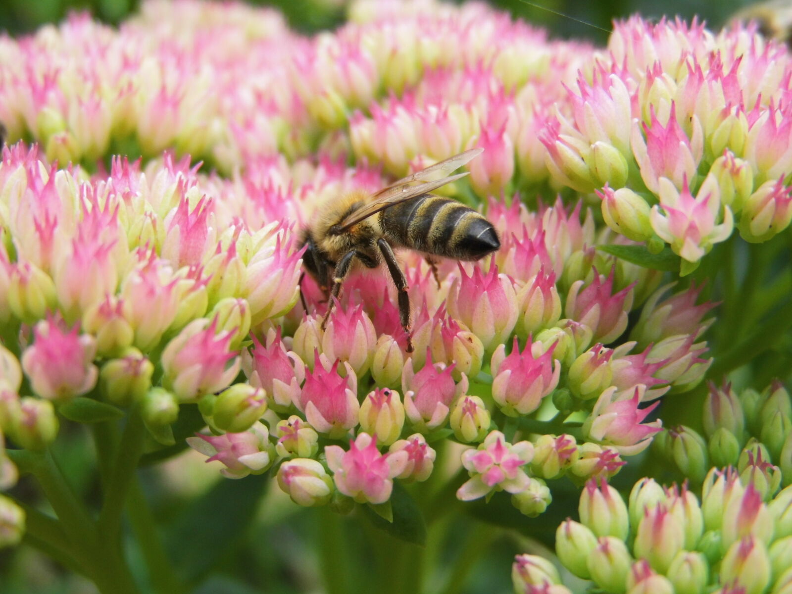 MEDION MD86929 sample photo. Honeybee photography