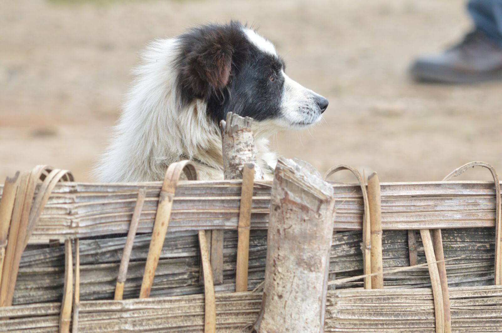 Nikon D3200 sample photo. Lonely dog, mountain dog photography