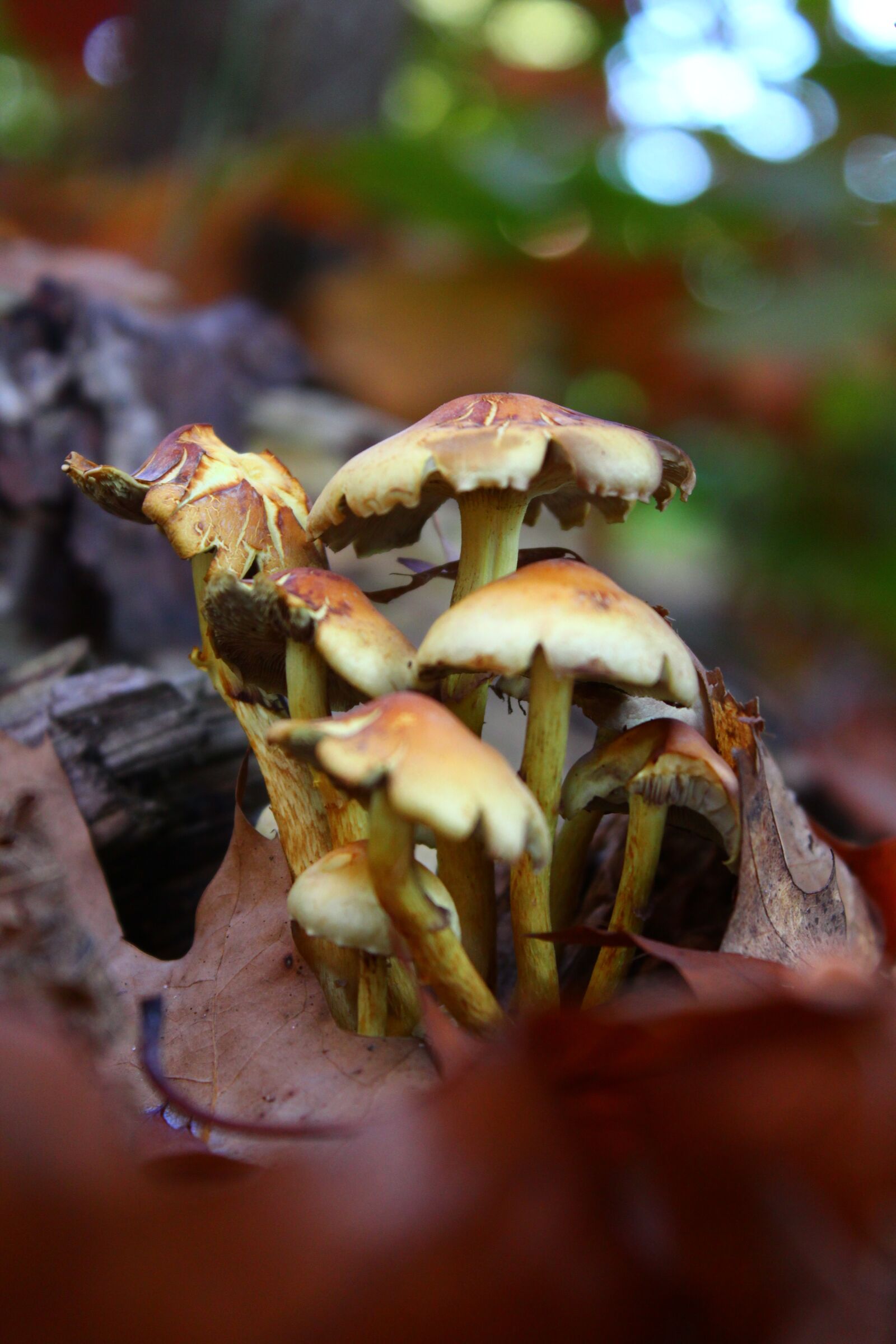 Canon EOS 1200D (EOS Rebel T5 / EOS Kiss X70 / EOS Hi) sample photo. Mushrooms, tree, nature photography