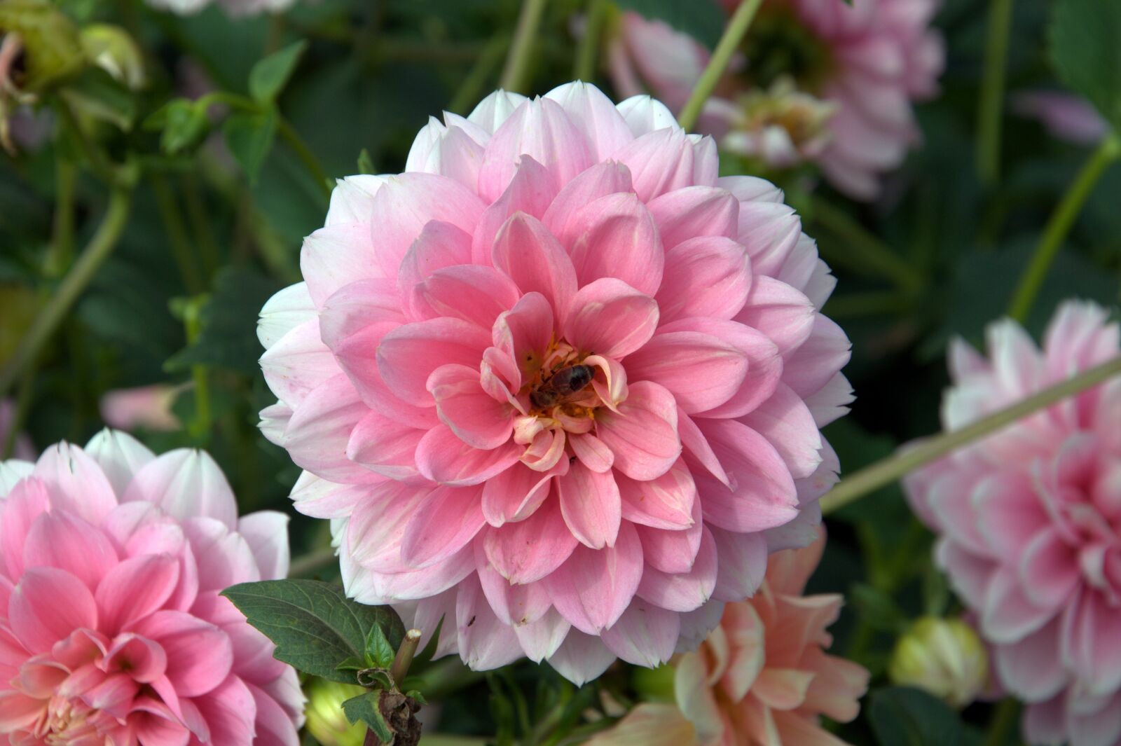 Nikon D90 sample photo. Pink, dahlia, flower photography