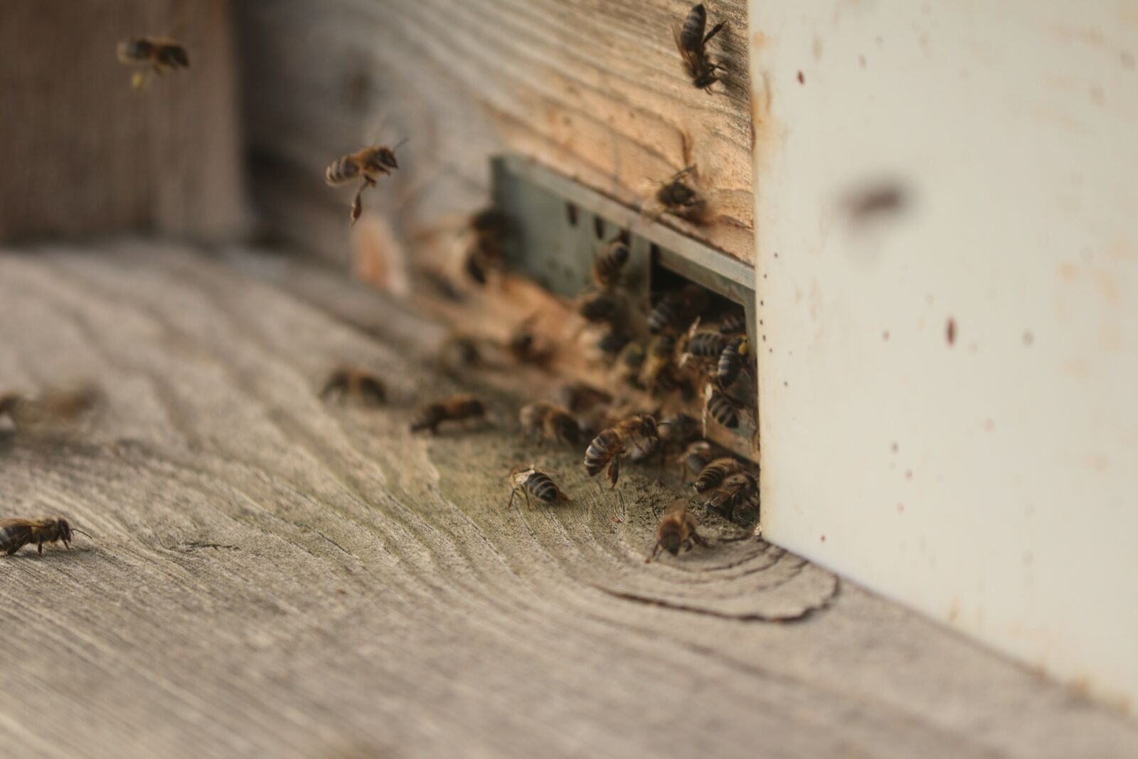 Canon EOS 80D sample photo. Bees, honey, nature photography