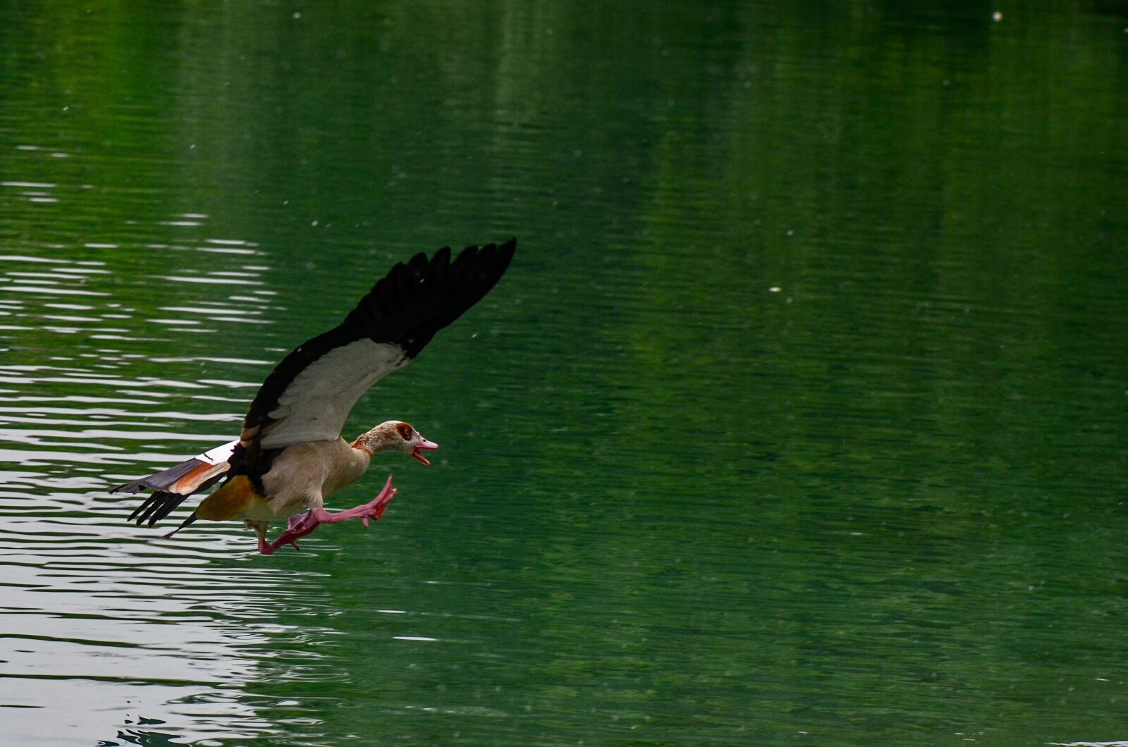 Nikon D7000 sample photo. Duck, water, nature photography