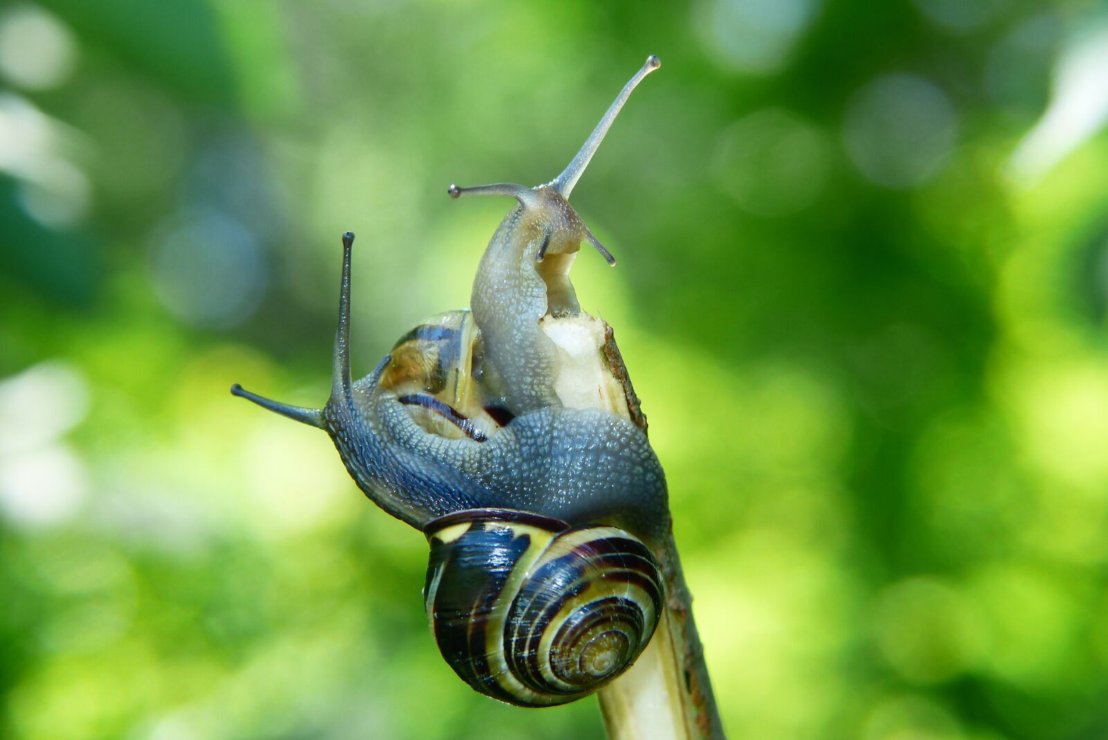 Panasonic Lumix DMC-FZ200 sample photo. Wst yki gajowe, molluscs photography