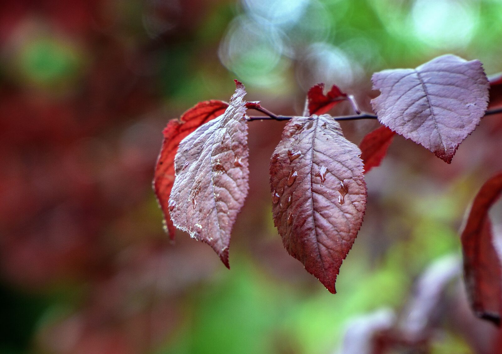 Sony E PZ 18-105mm F4 G OSS sample photo. Leaves, red, autumn photography