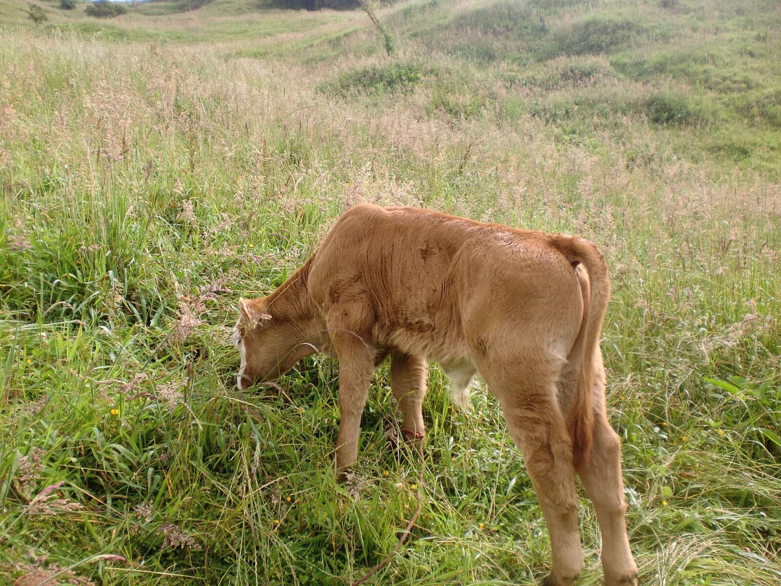 CASIO EX-Z90 sample photo. Calf, field, cow photography