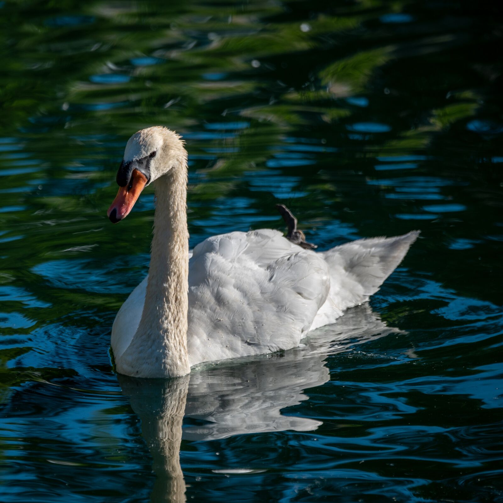 Nikon D750 sample photo. Swan, mute swan, white photography
