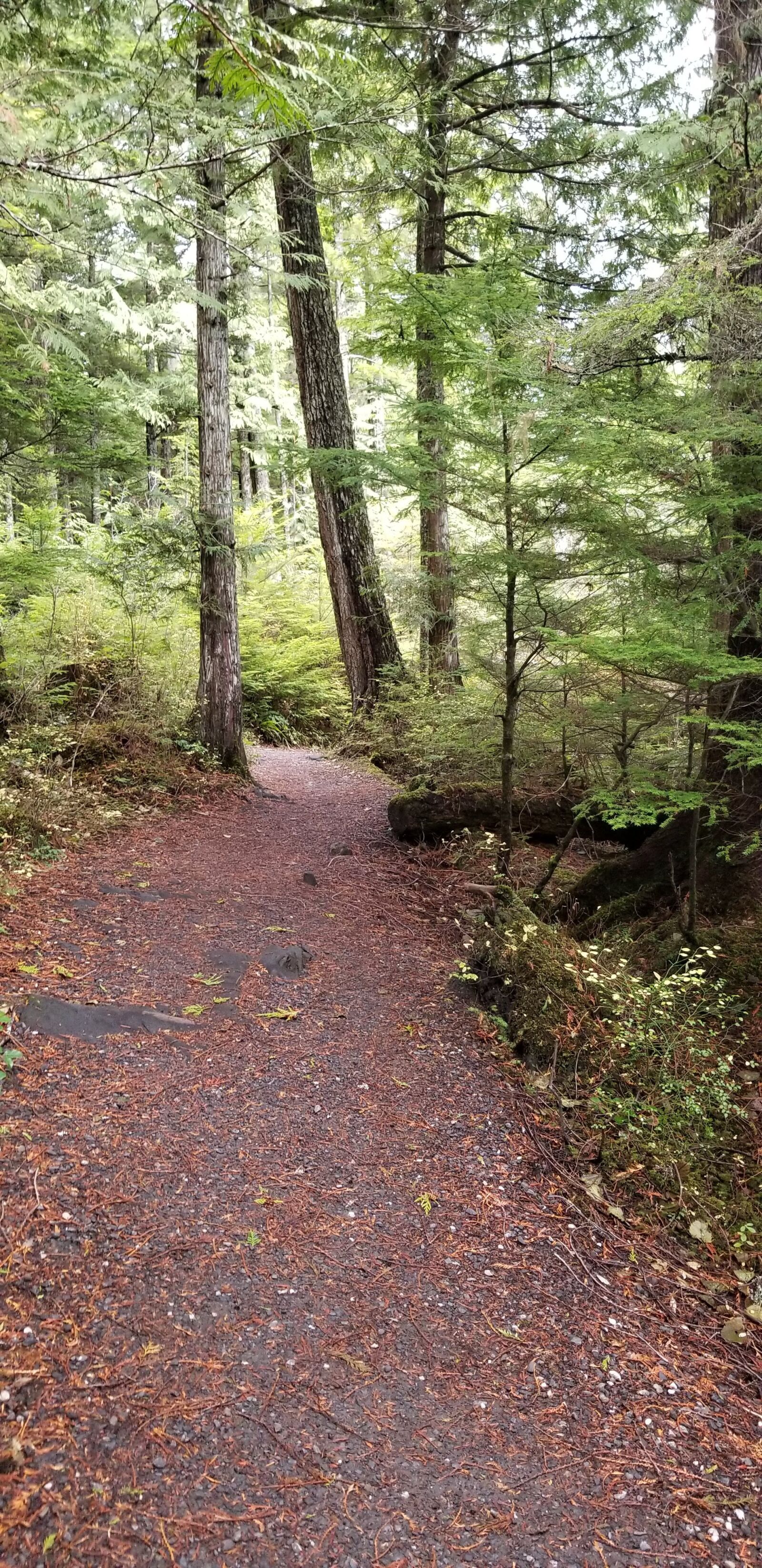 Samsung Galaxy S8 sample photo. Peaceful path, forest path photography
