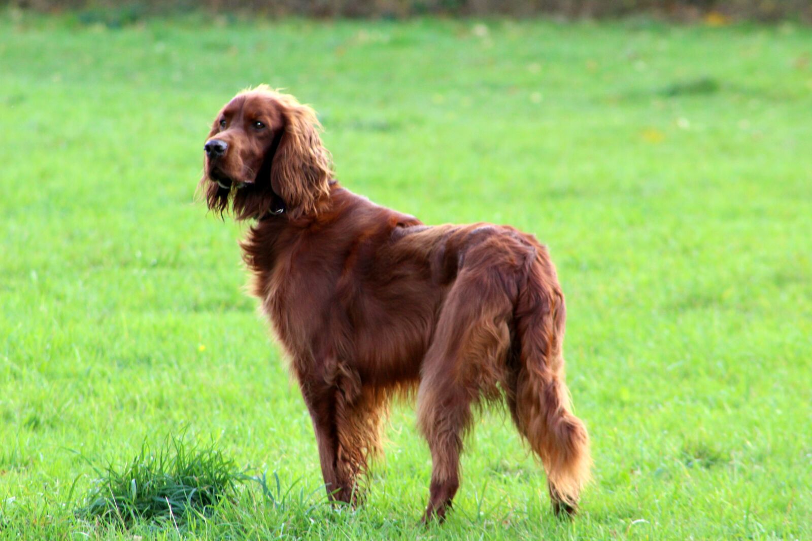 Canon EOS 1300D (EOS Rebel T6 / EOS Kiss X80) + Canon EF 75-300mm f/4-5.6 sample photo. Red setter, dog, pet photography