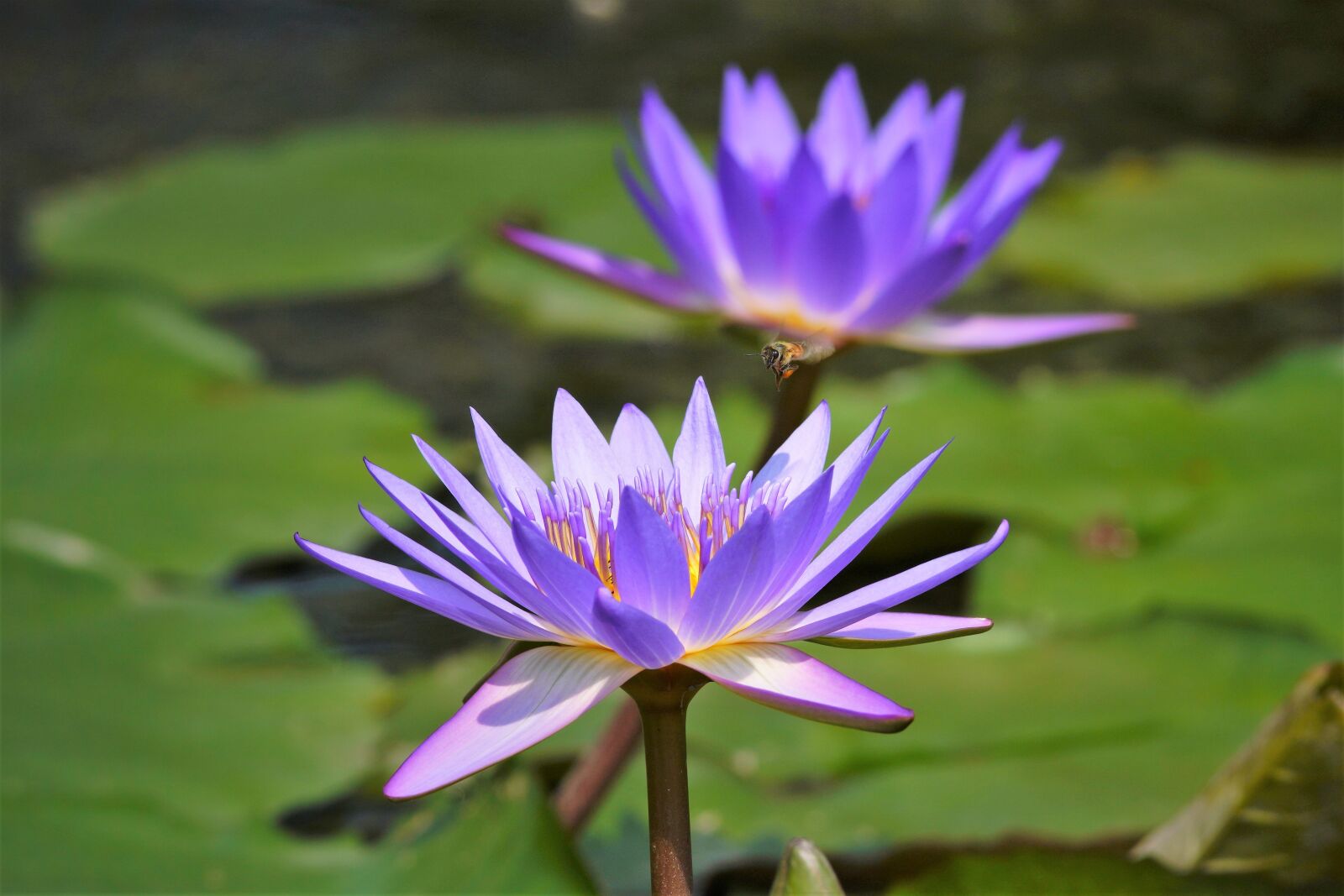 Canon EF 300mm F4L IS USM sample photo. Lotus, nature, summer photography