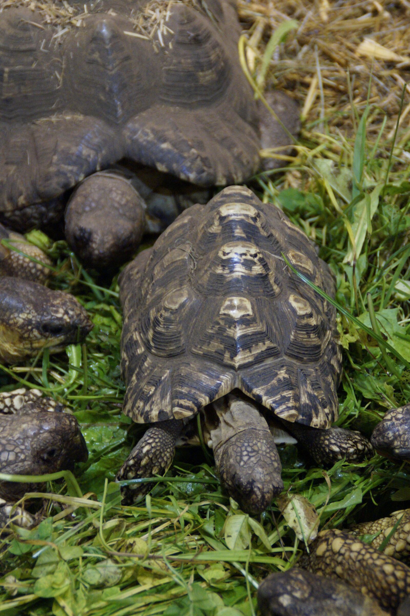Sony SLT-A58 sample photo. Land turtles, turtles, eat photography