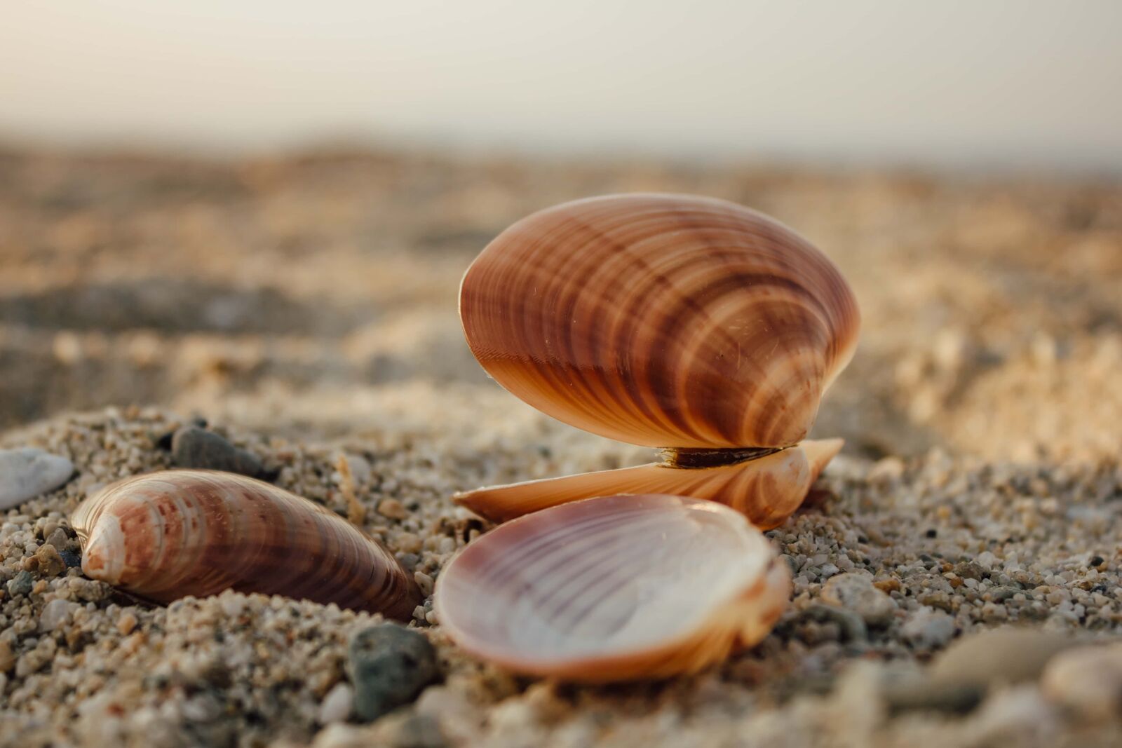 Canon EF-S 18-55mm F3.5-5.6 IS sample photo. Shell, close-up, beach, seashell photography