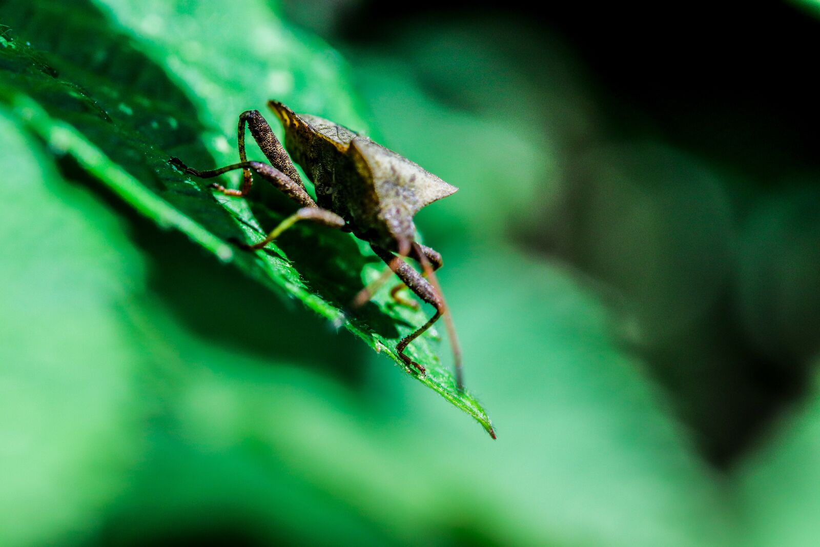 Canon EOS 200D (EOS Rebel SL2 / EOS Kiss X9) sample photo. Leather bug, bill kerfe photography