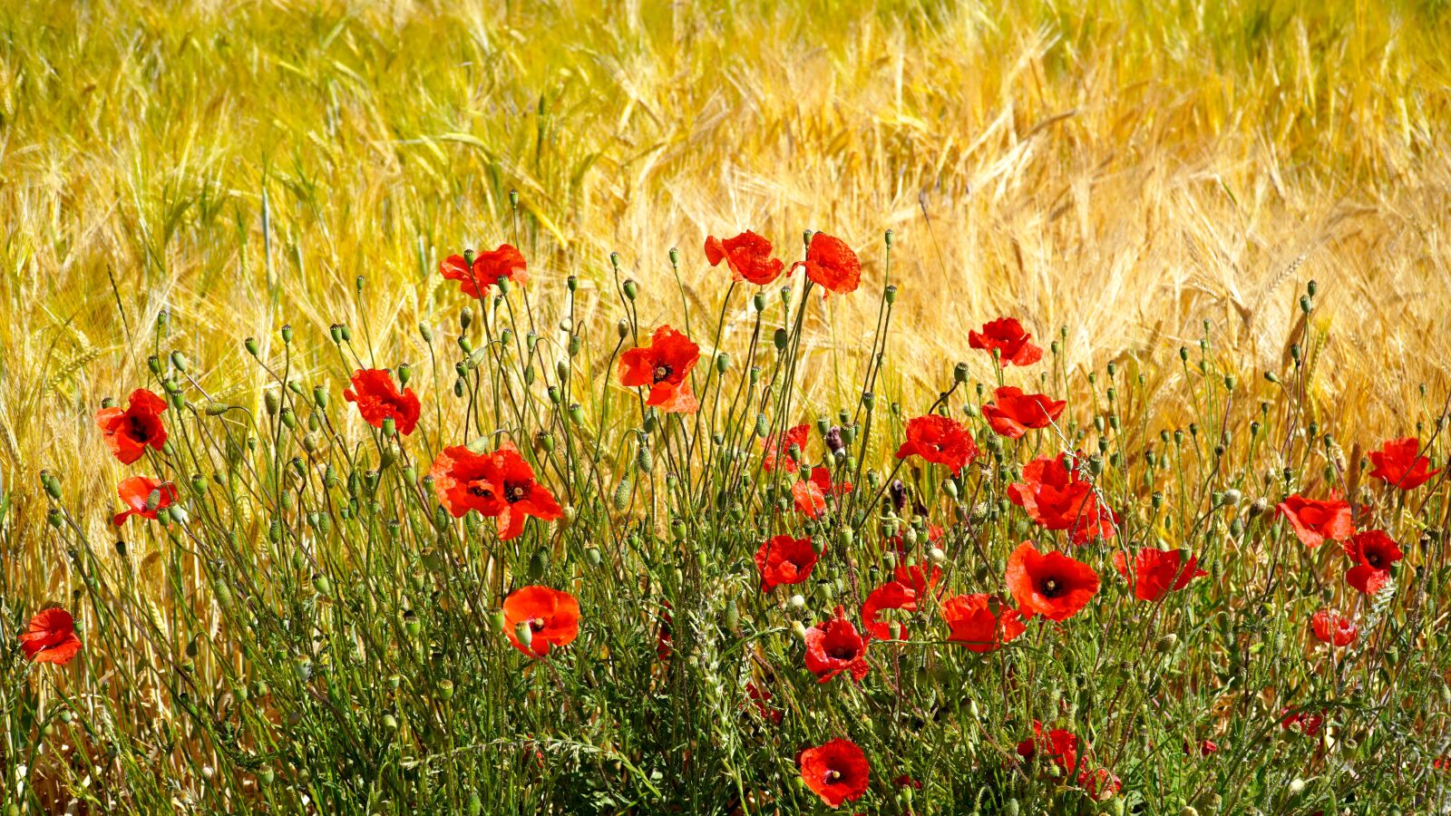 Sony E PZ 18-105mm F4 G OSS sample photo. Poppies, cornfield, cereals photography