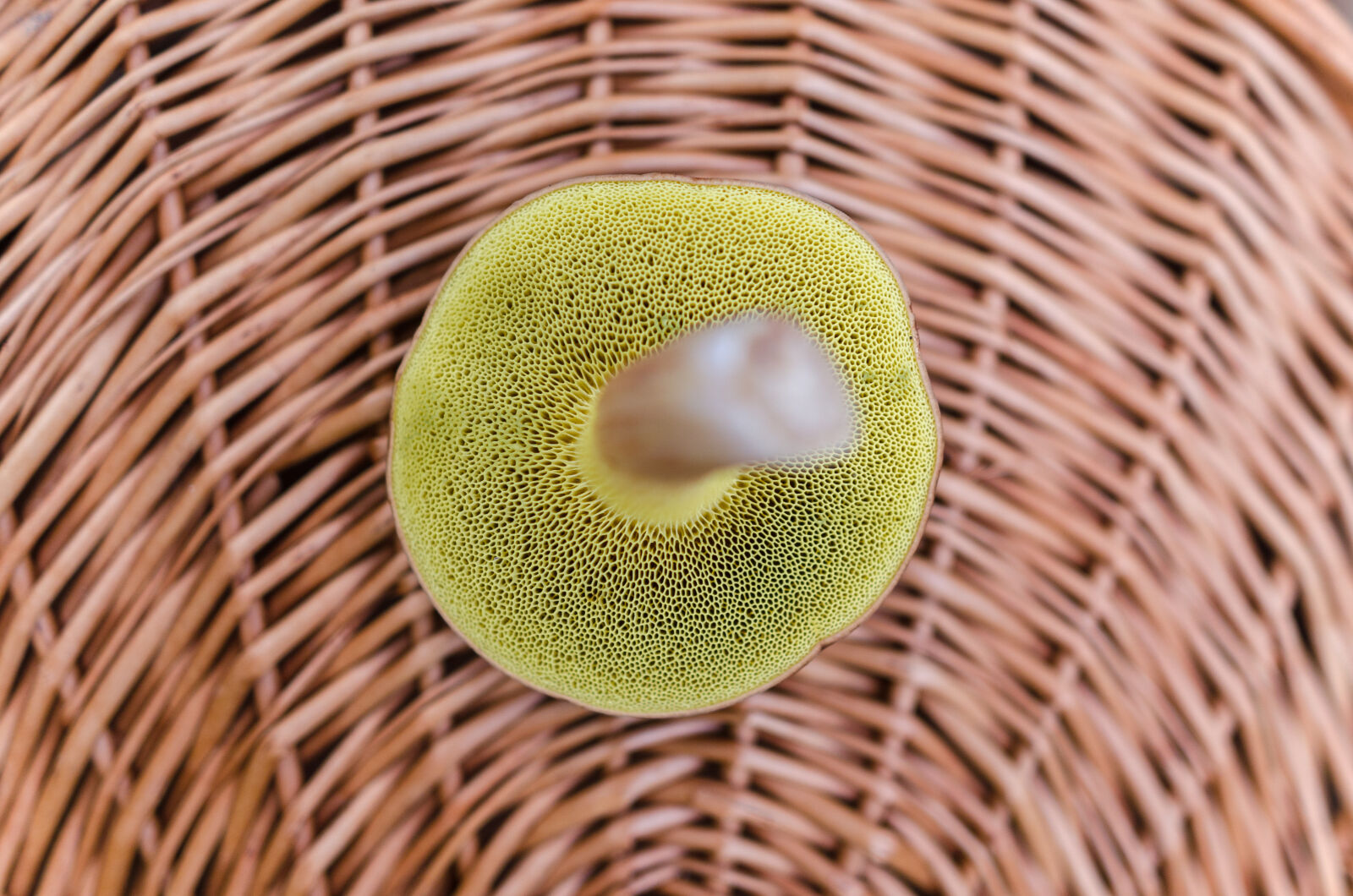 Nikon D5100 sample photo. Basket, boletus, detail, fungus photography