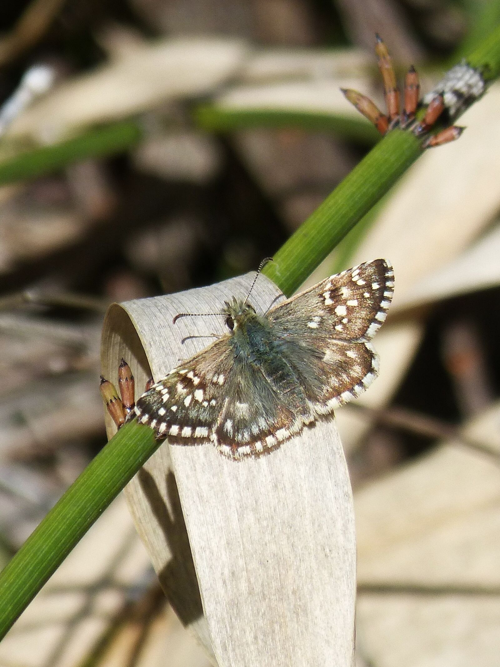 Panasonic DMC-FZ62 sample photo. Grizzled armoricanus, butterfly, merlet photography