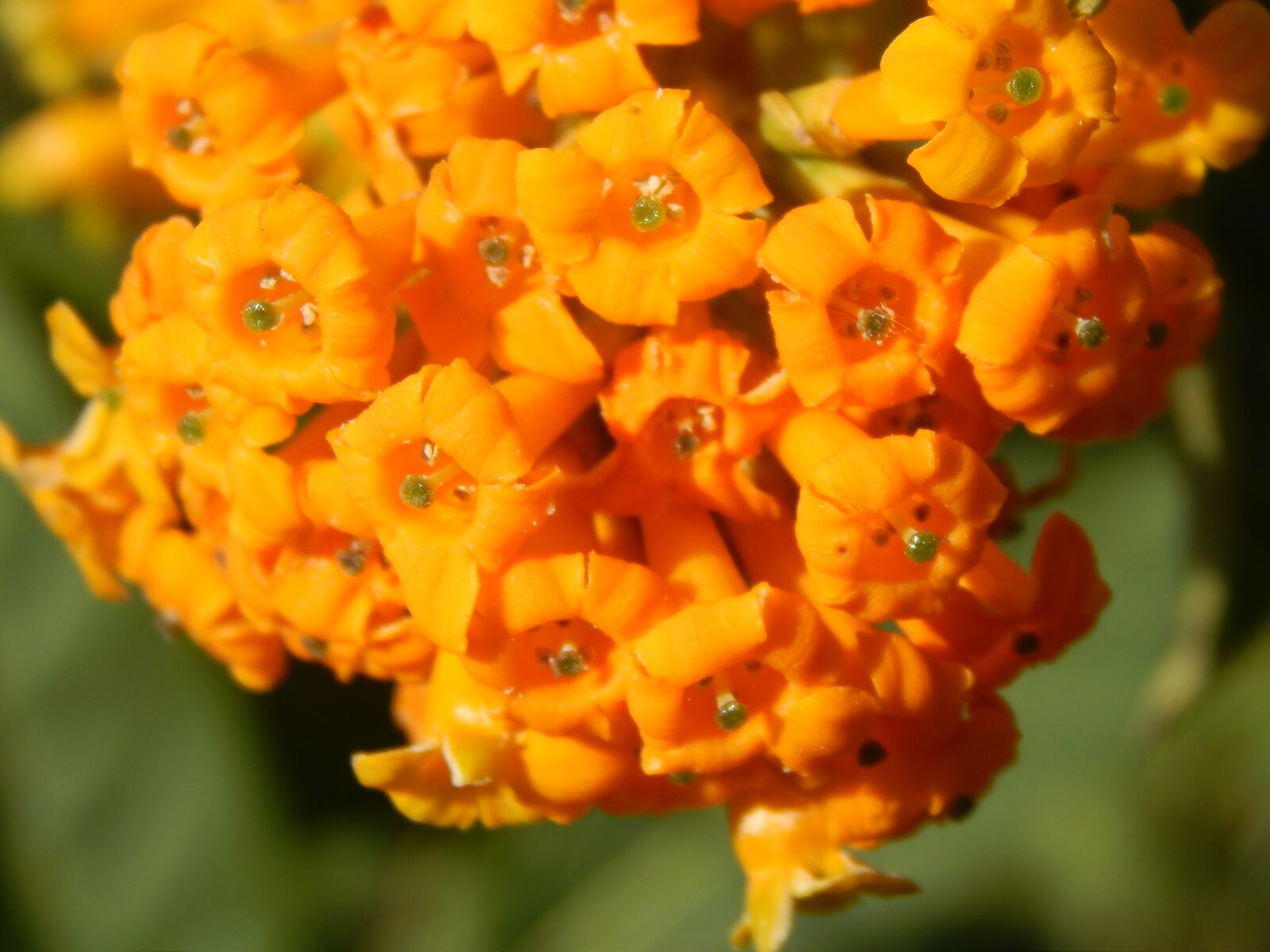 Nikon Coolpix L820 sample photo. Flowers oranges, wild, unusual photography