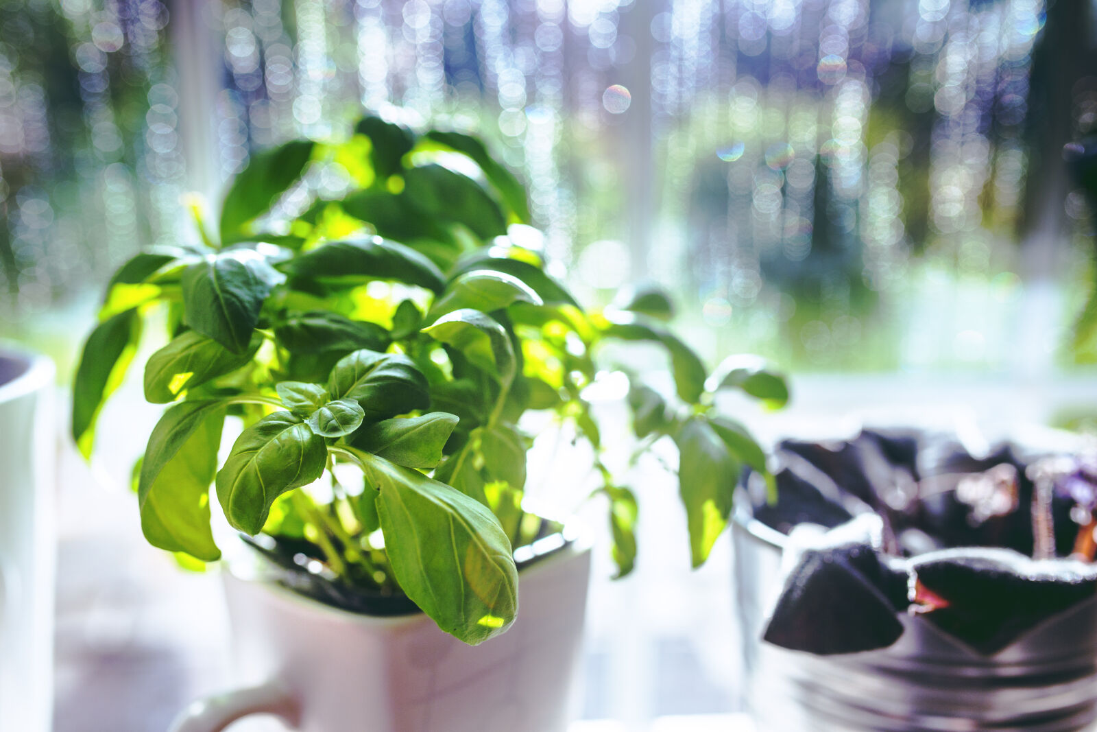 Canon EOS 6D + Sigma 35mm F1.4 DG HSM Art sample photo. Basil, in, the, cup photography