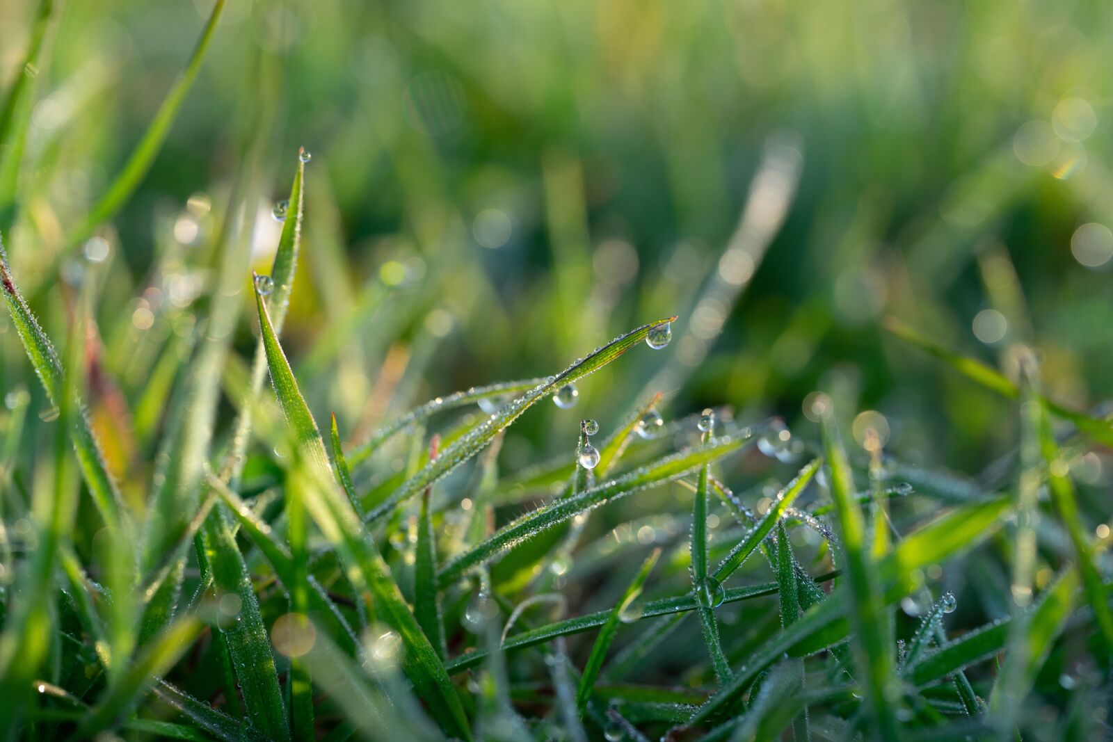 Sigma 70mm F2.8 DG Macro Art sample photo. Spring, morning dew, morning photography