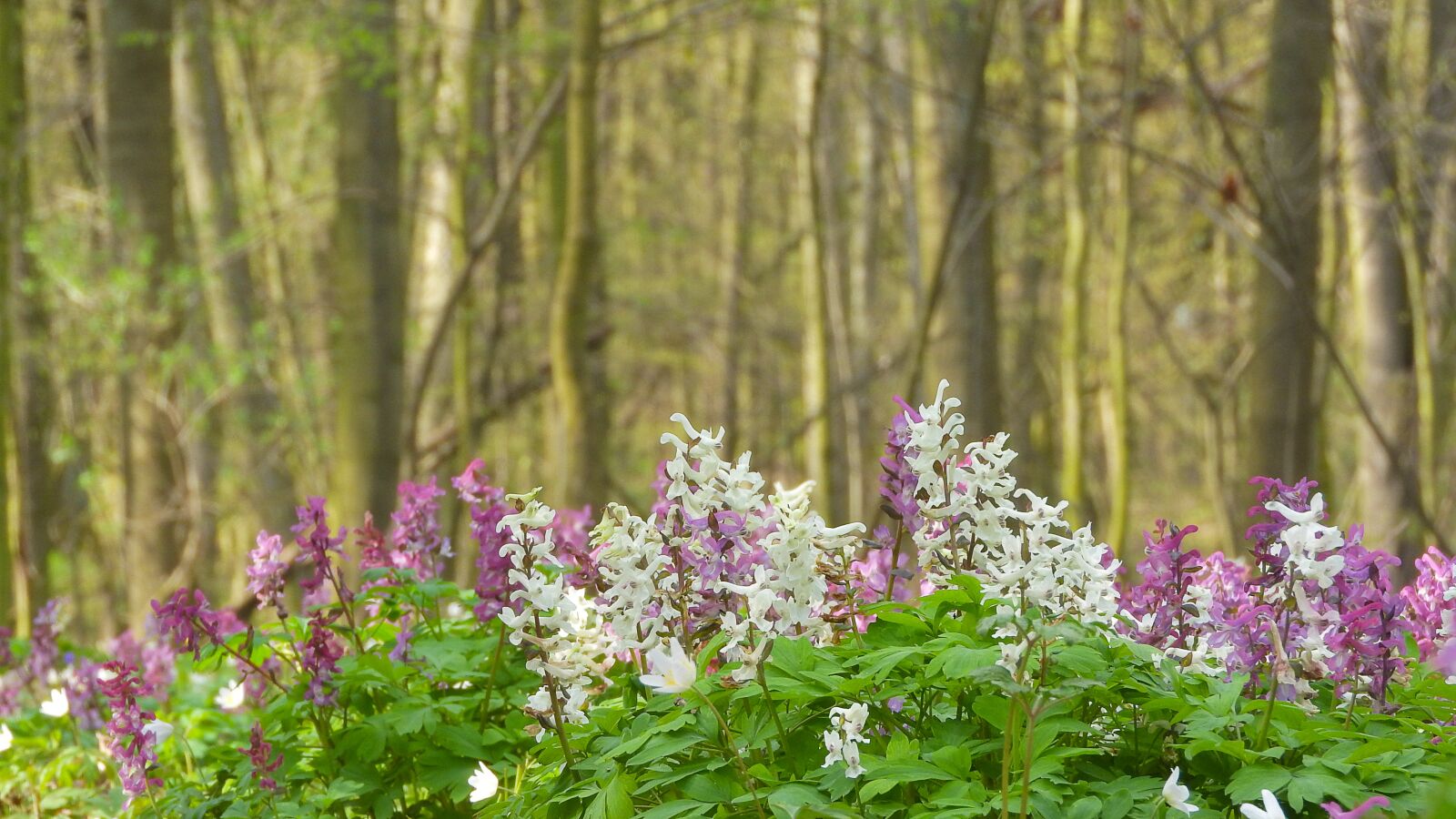 Nikon Coolpix P610 sample photo. Dymnivka hollow, corydalis cava photography