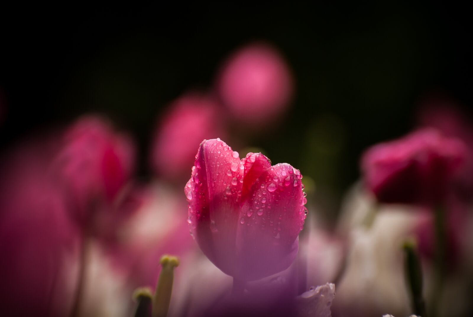 Nikon D60 sample photo. Tulip, rain, water drops photography