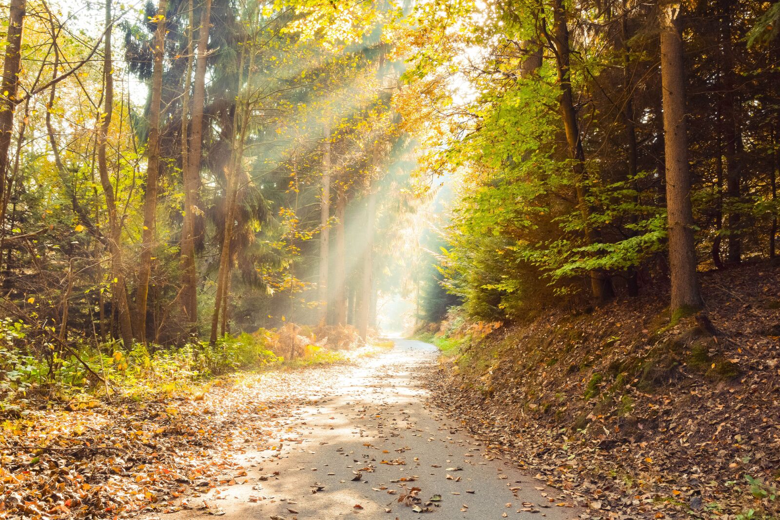 Nikon D5300 sample photo. Autumn, leaves, forest photography