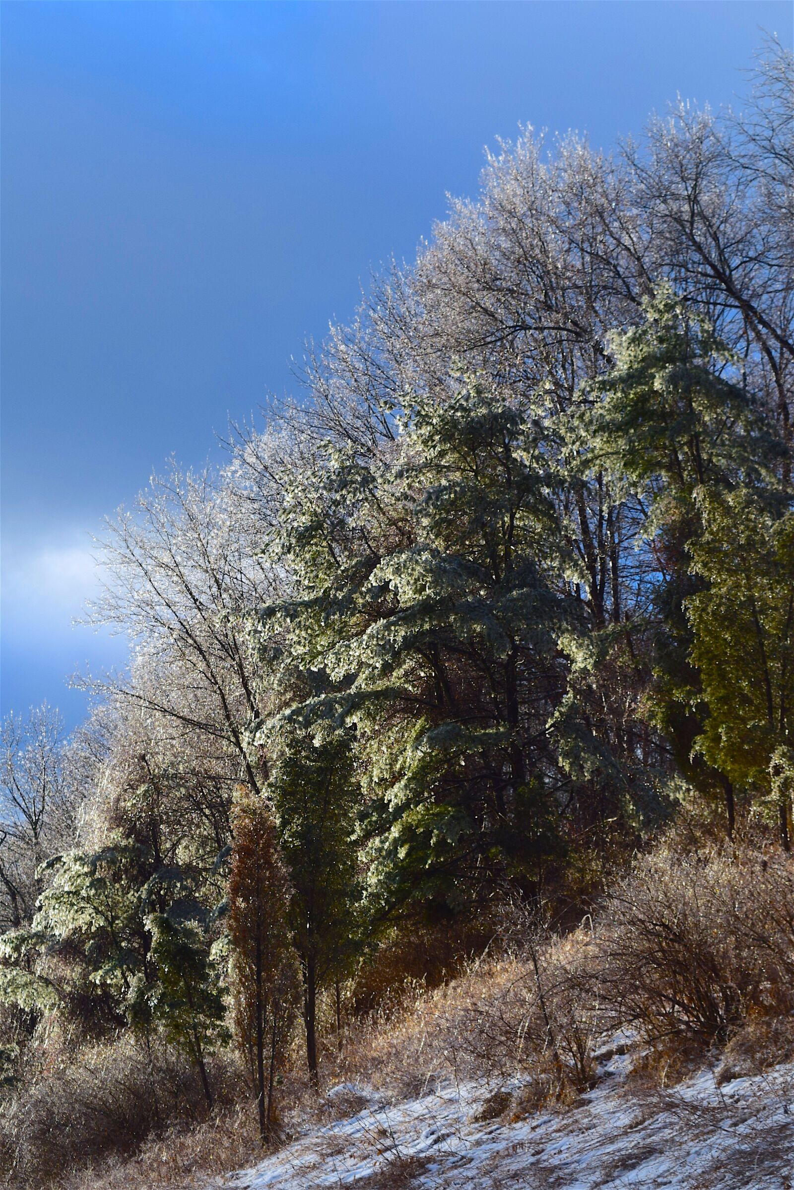 Nikon D3300 sample photo. Ice, trees, nature photography
