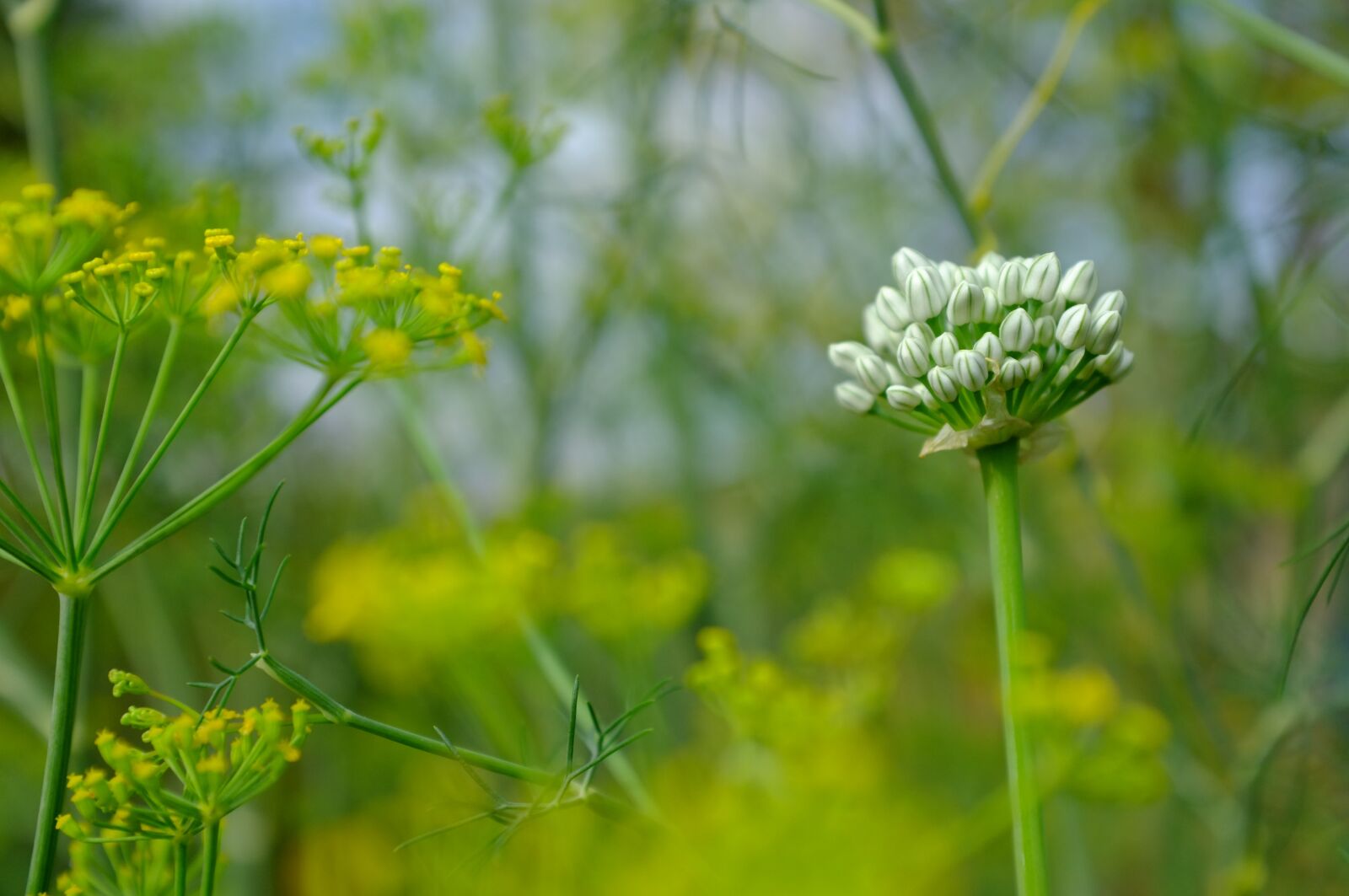 Fujifilm FinePix X100 sample photo. Blossom, green, fresh photography