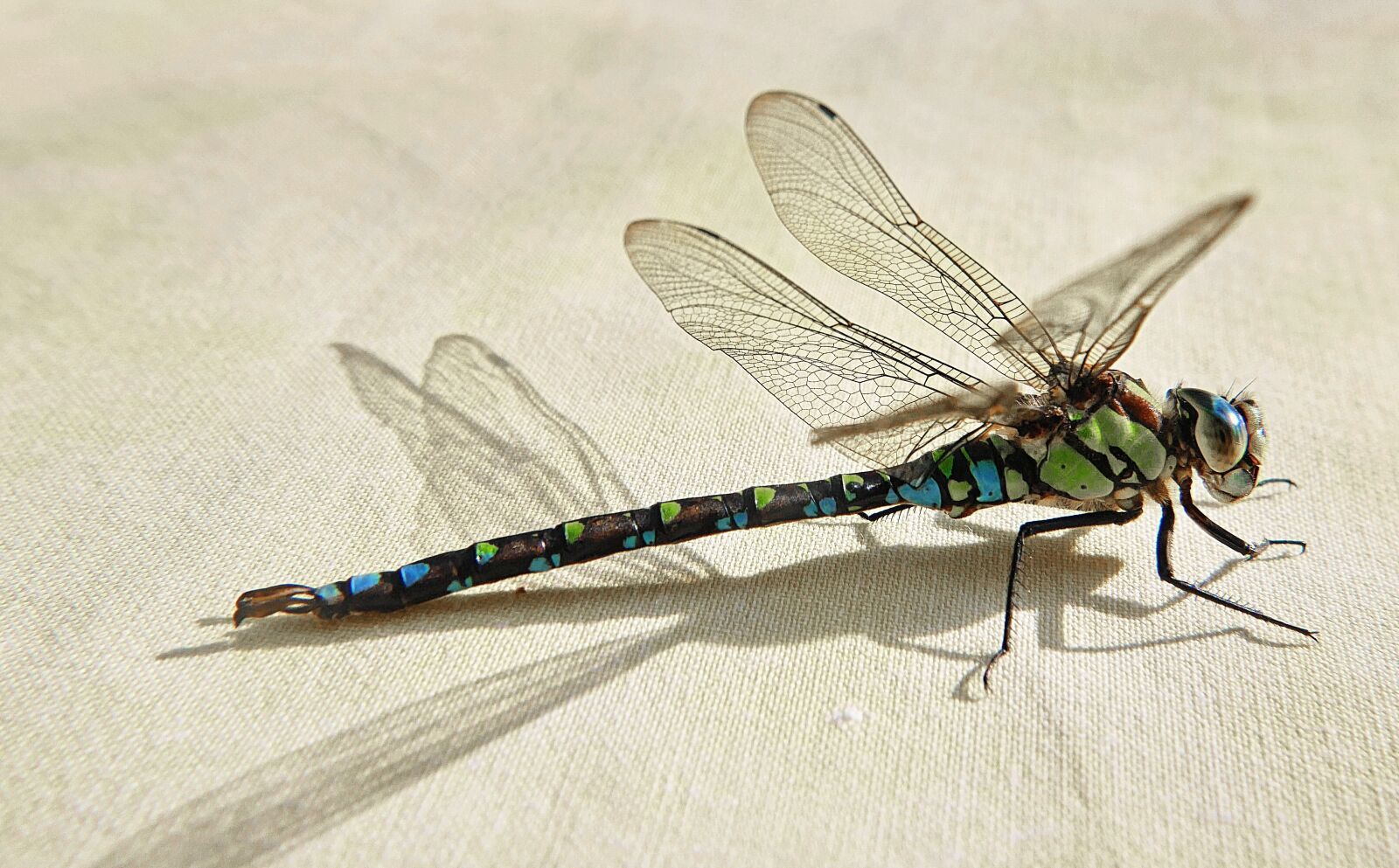 Panasonic Lumix DMC-G6 sample photo. Dragonfly, nature, animal photography