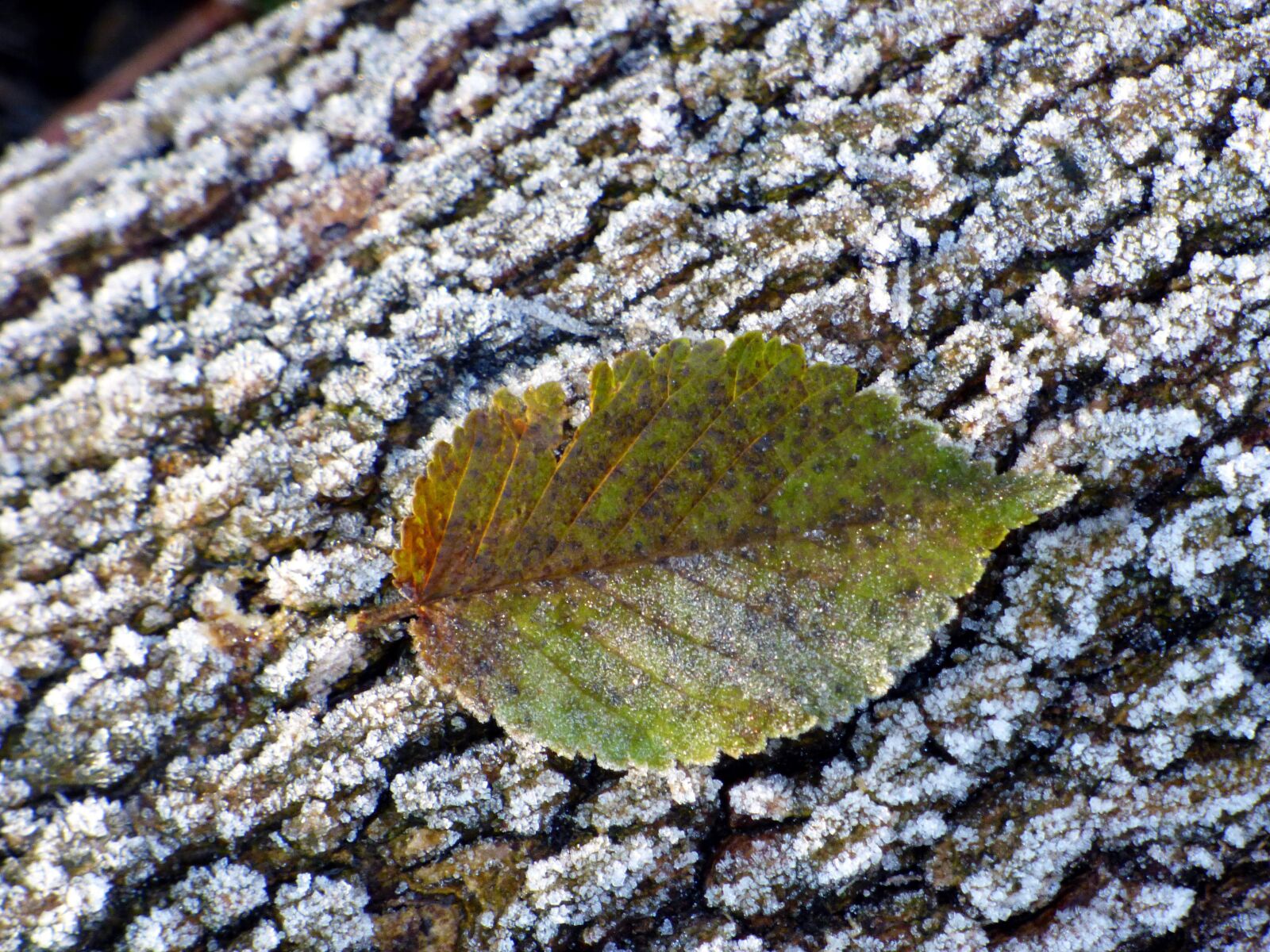 Panasonic DMC-FZ72 sample photo. Leaf, frost, trunk photography