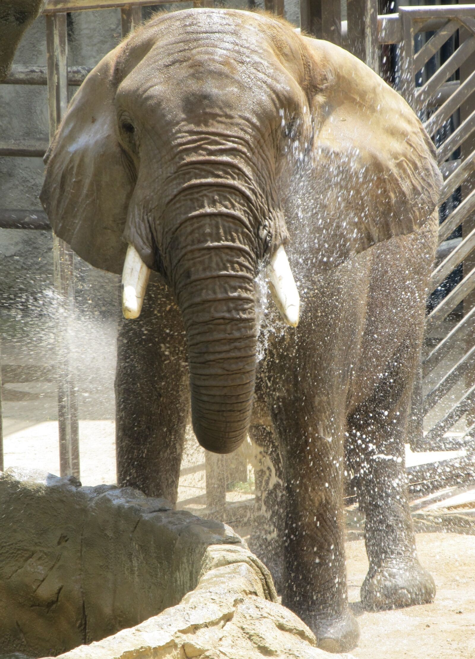 Canon PowerShot SX130 IS sample photo. Elephant, wildlife, nature photography